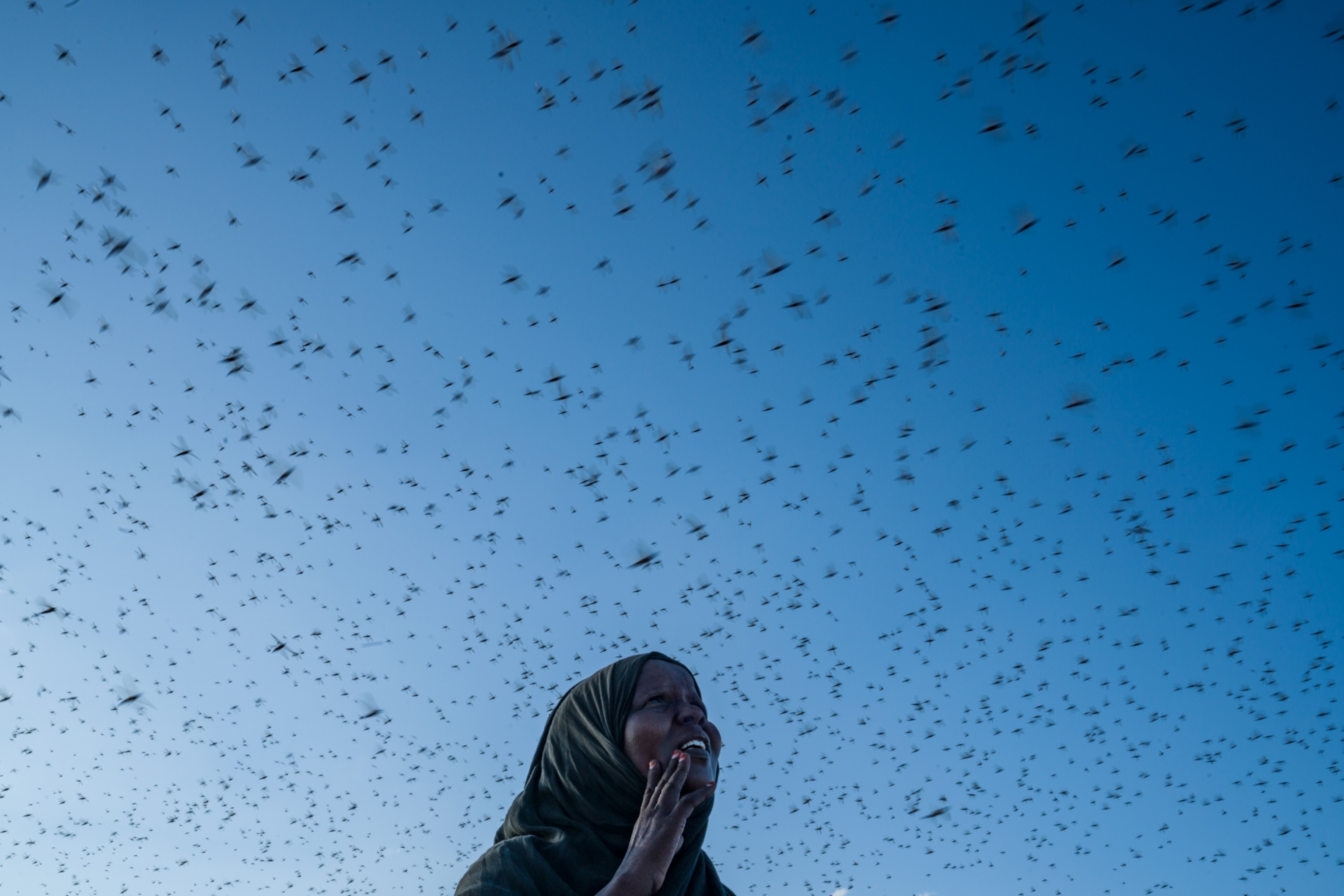 a woman looking up into a swarm of locusts