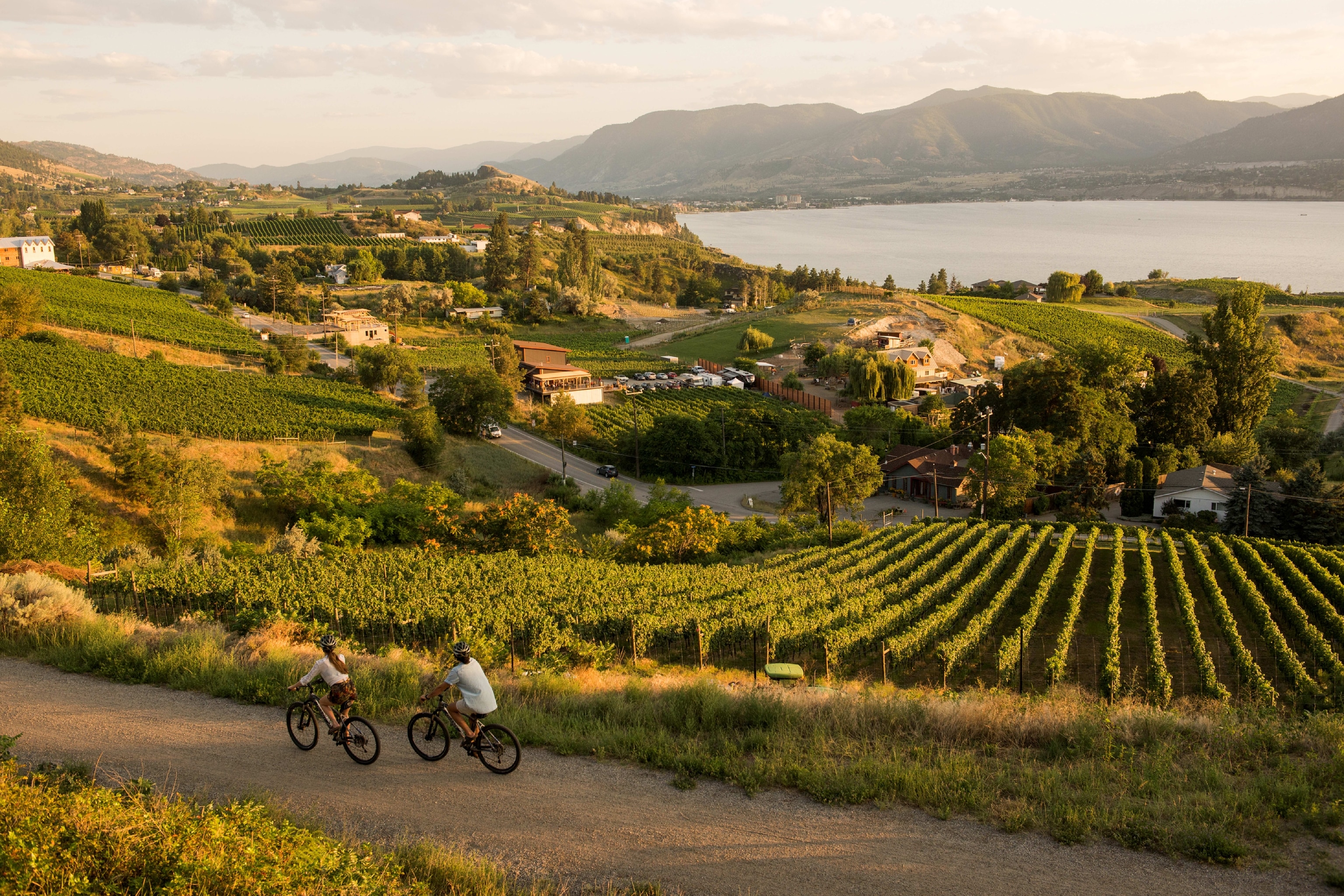Cyclists enjoying a sunset through Vineyards in the Kettle Valley Railway