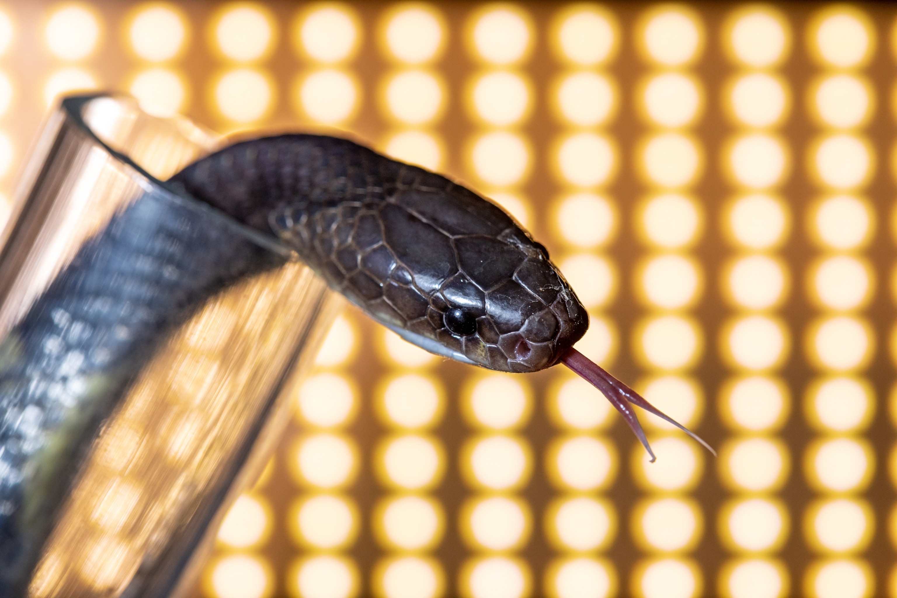 snake's head with double-tong sticking out of glass.