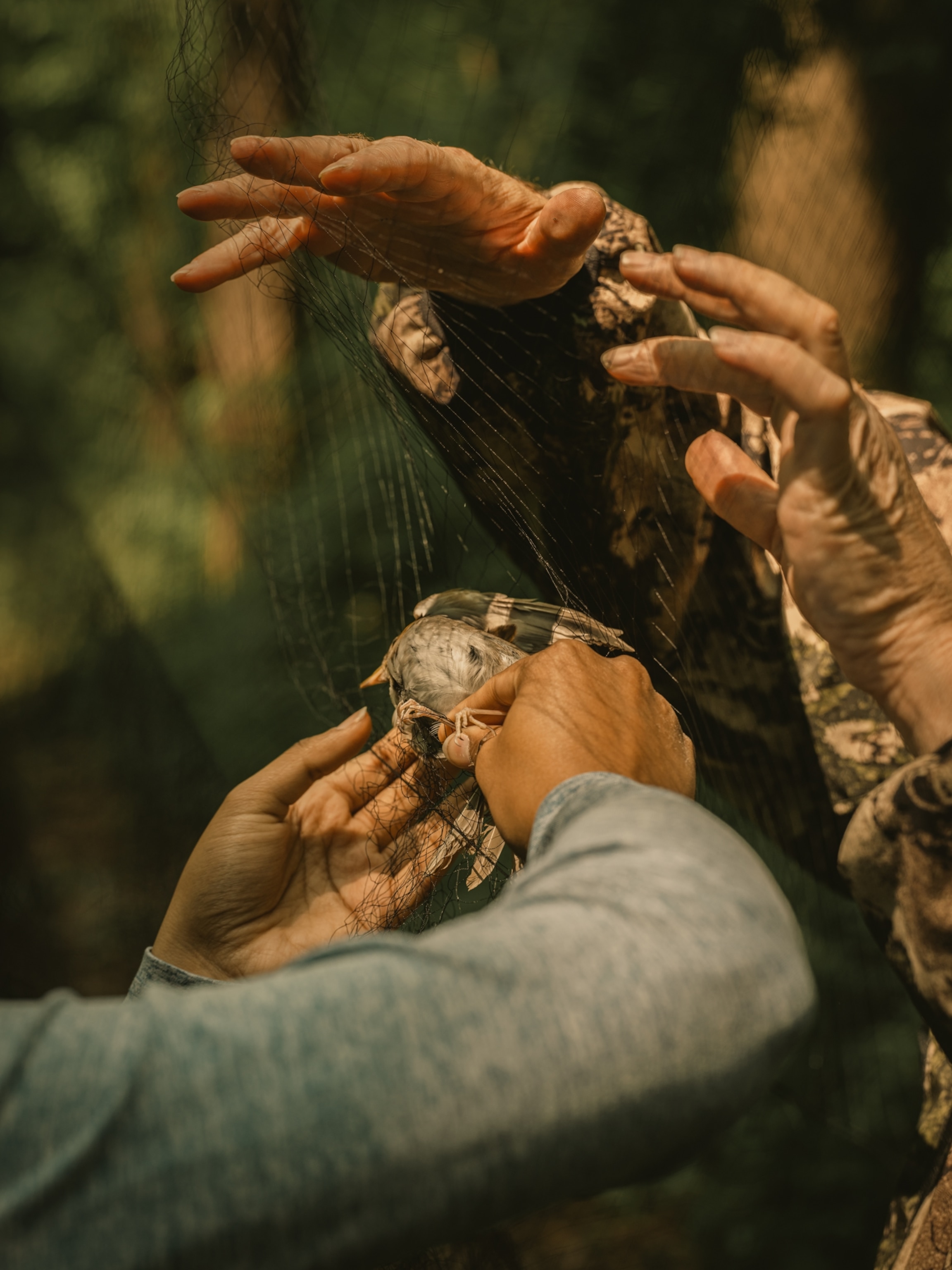 two pairs of hands gently attempt to remove a veery from netting