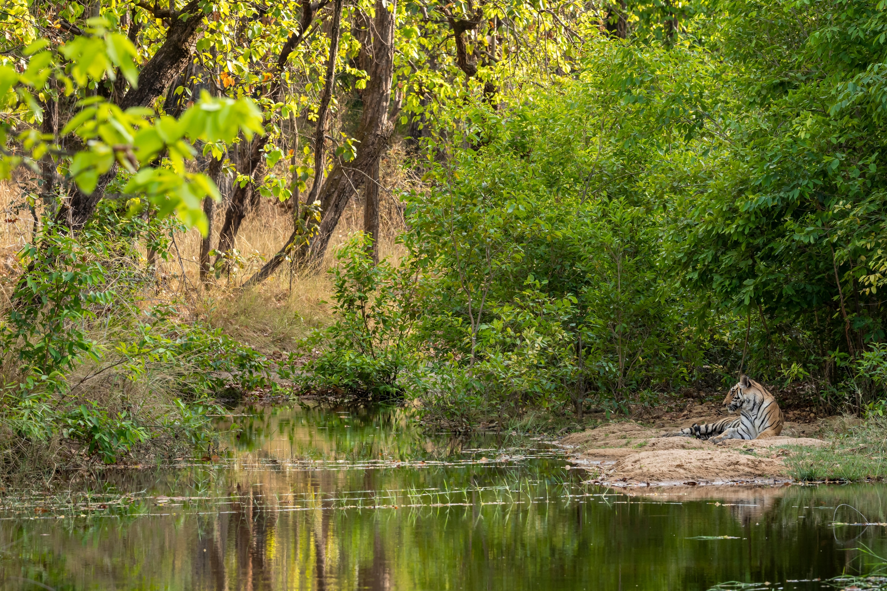 Image of tiger in jungle