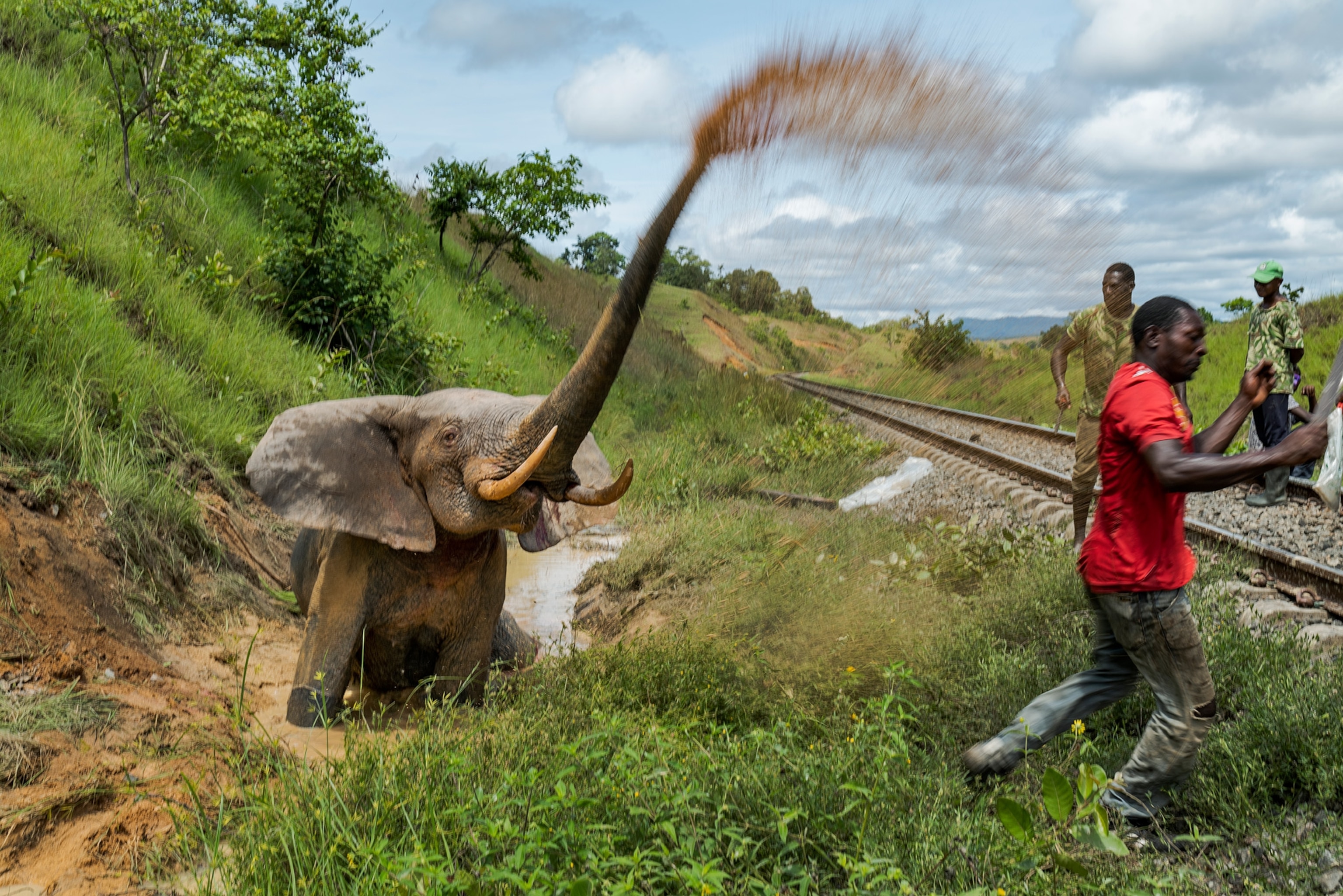 An elephant blows mud at a man as he runs away.