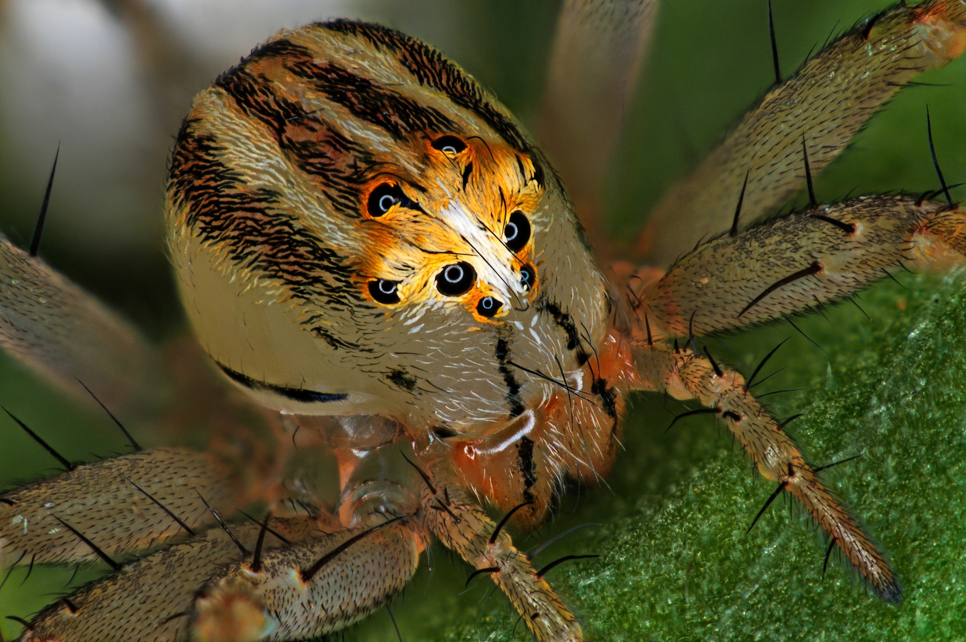 a spider