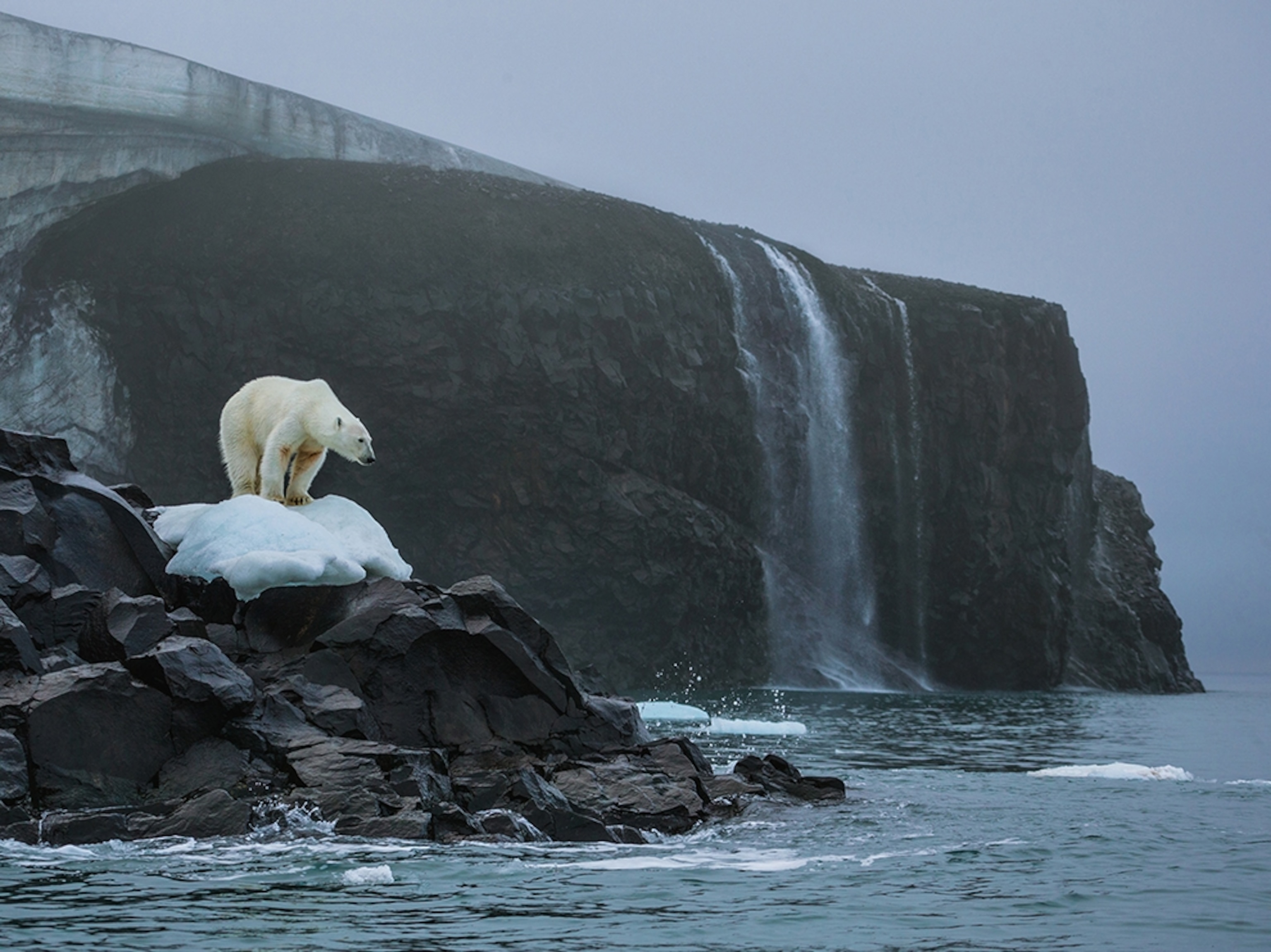 a polar bear on ice