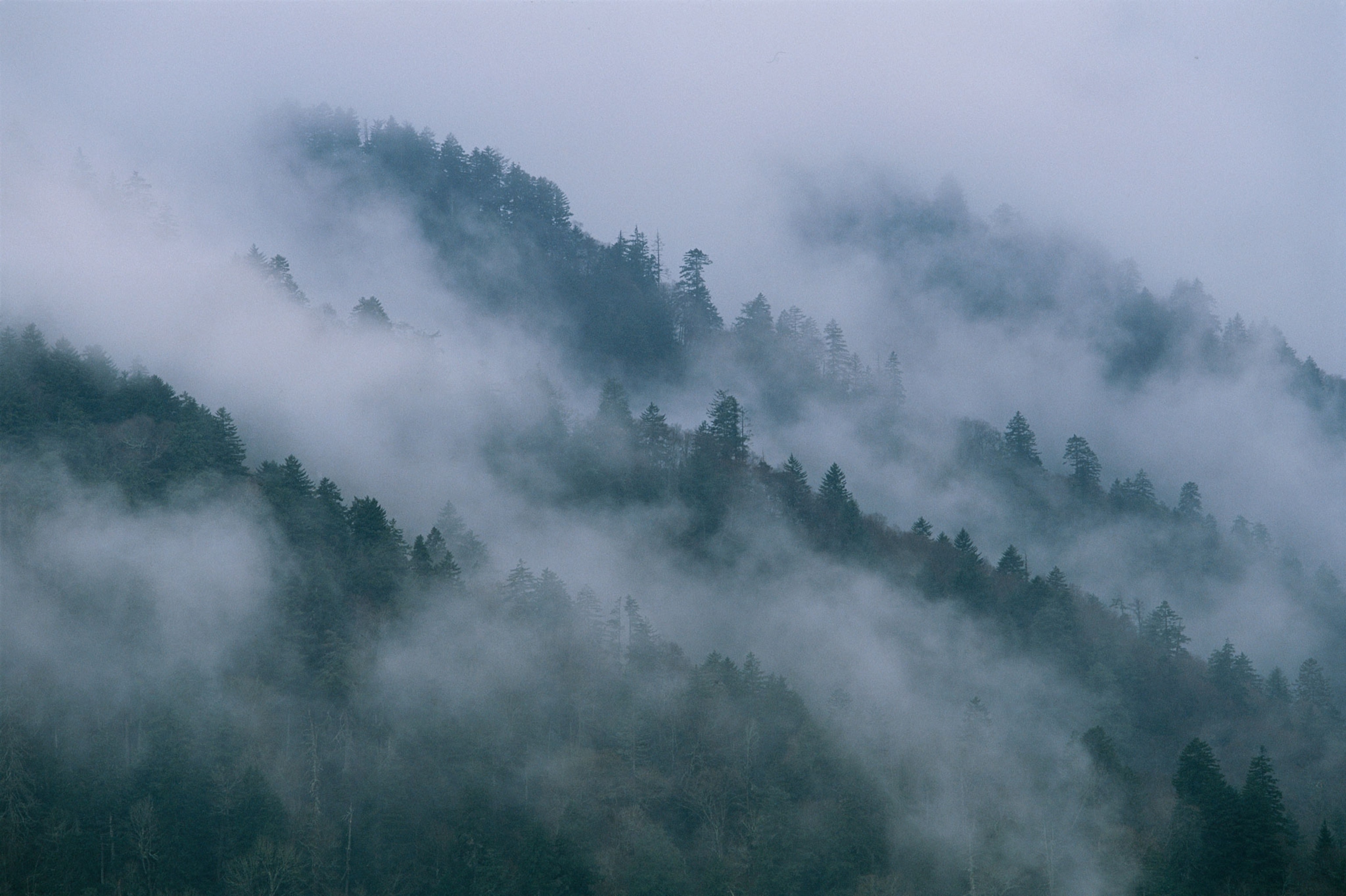 clouds roll over the tree tops of a mountain range