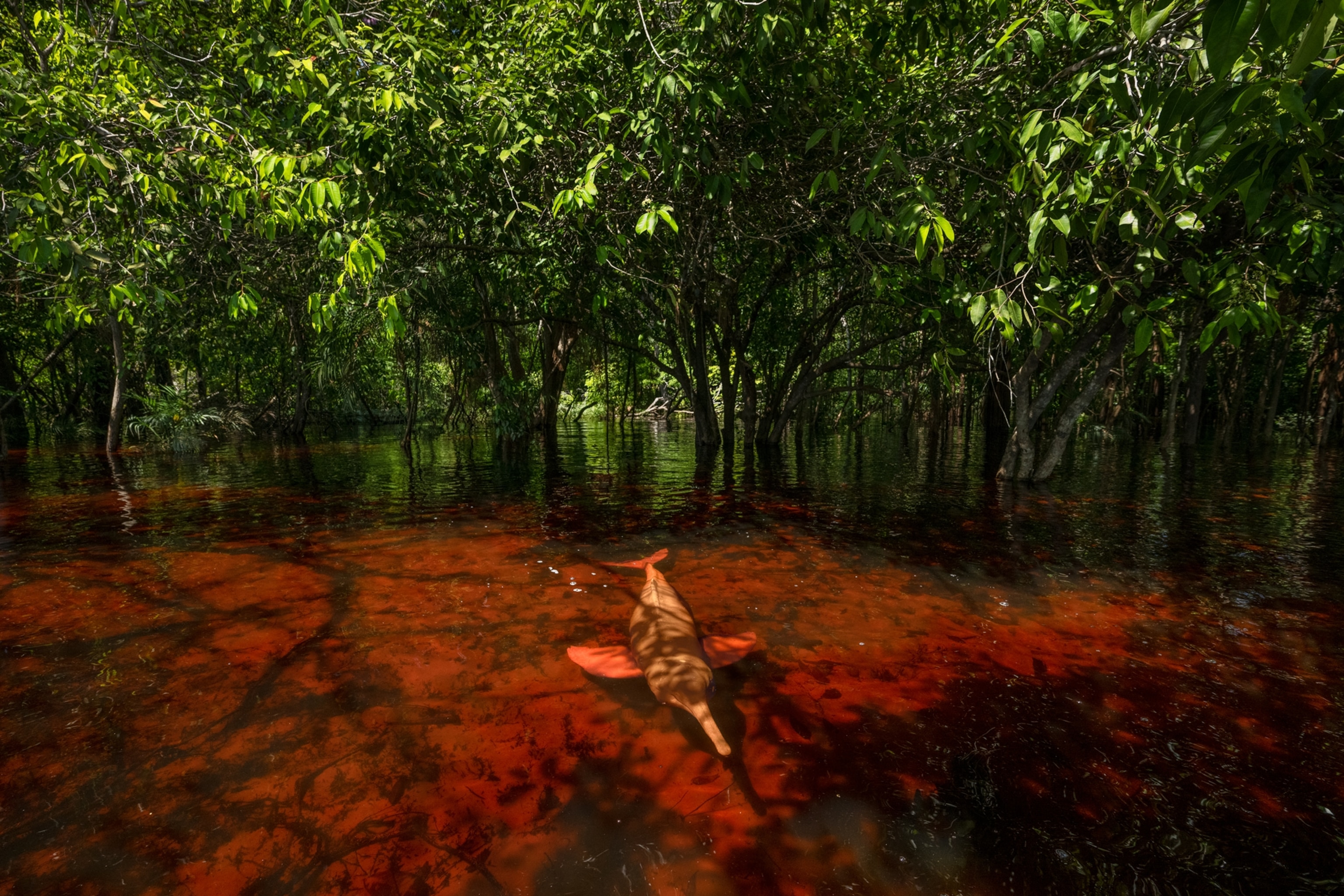 A pink river dolphin cruises in the shallows of a flooded forest