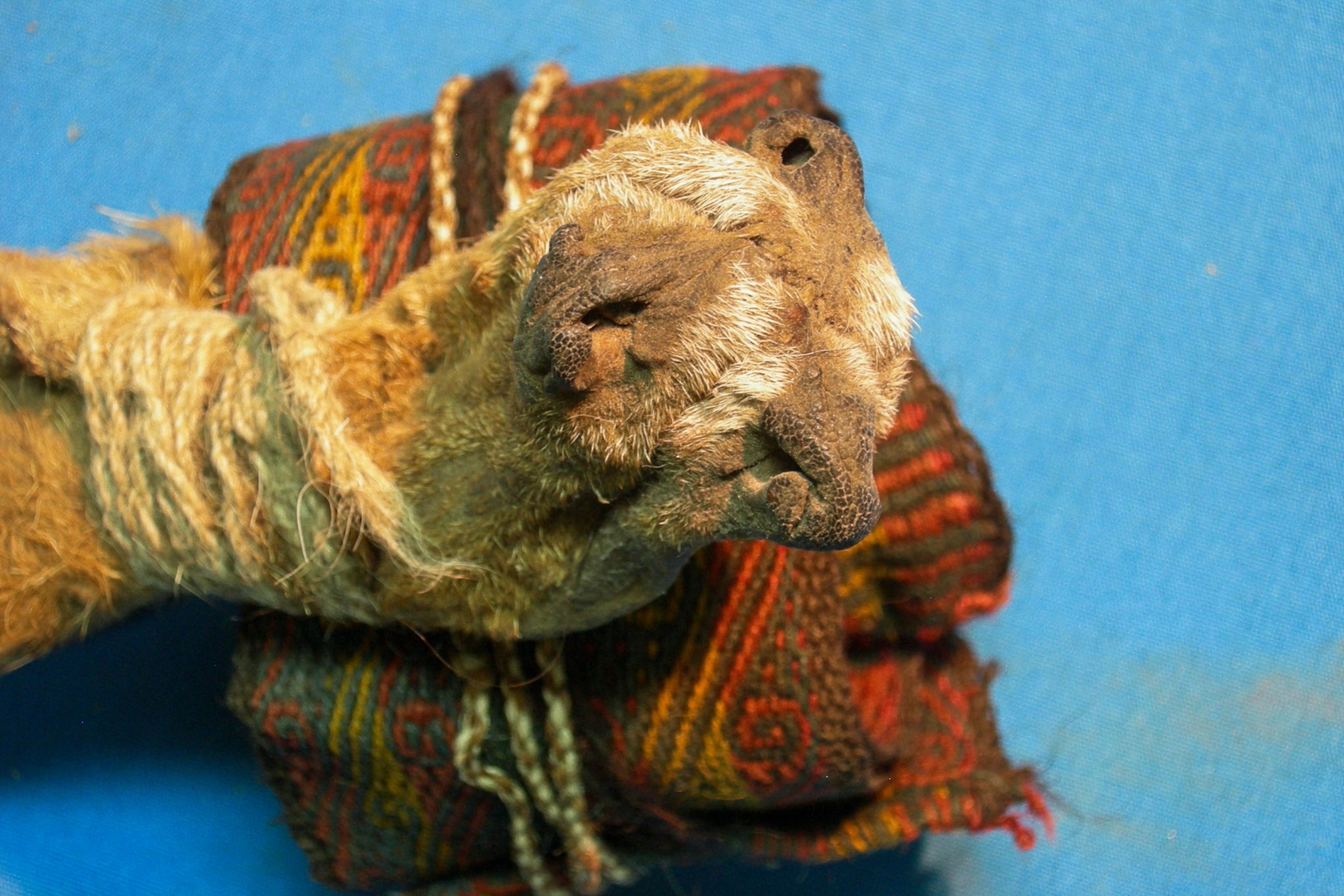 an artifact dating one thousand years back used in ayahuasca ceremonies