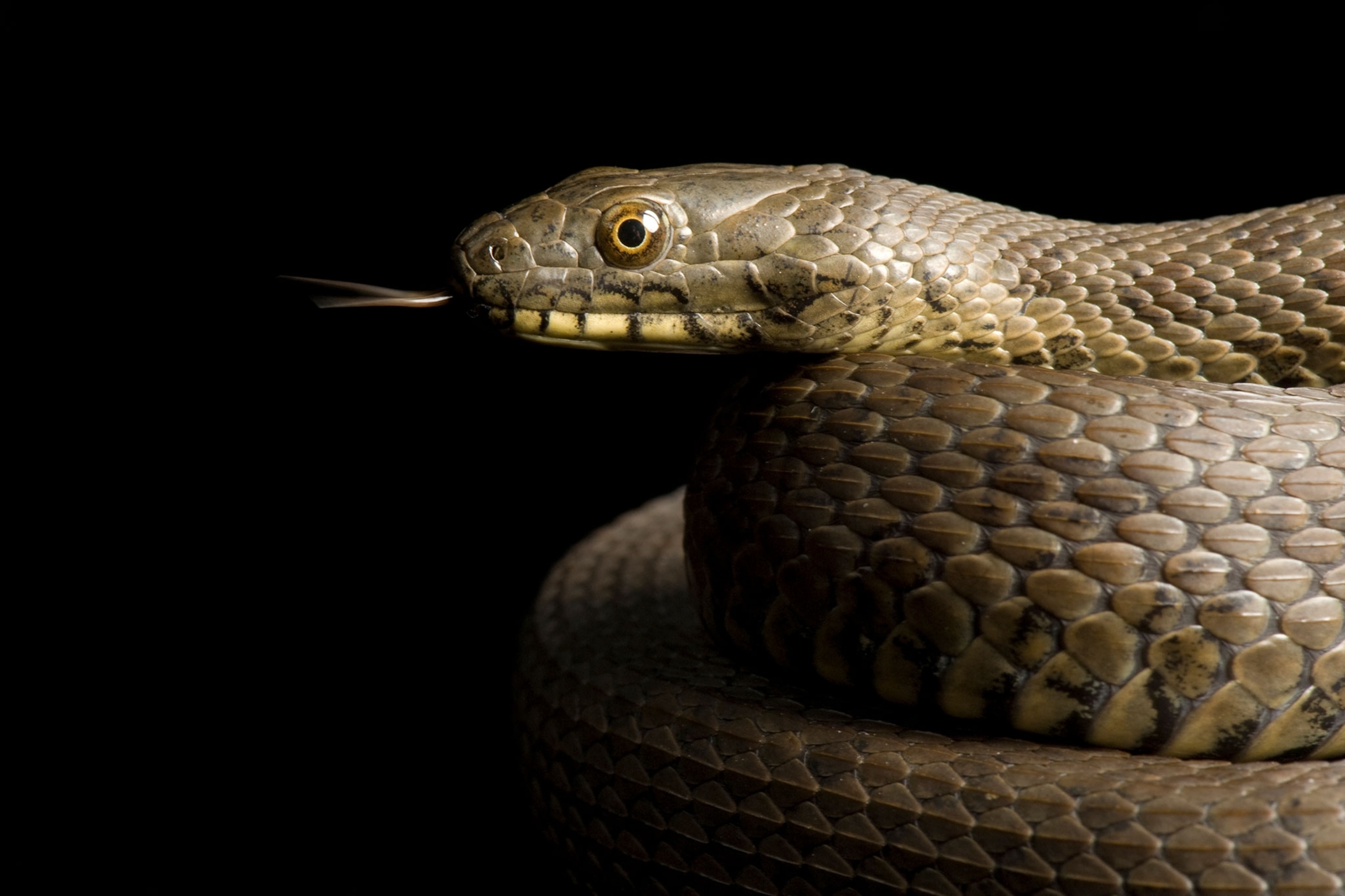 a narrow-headed garter snake