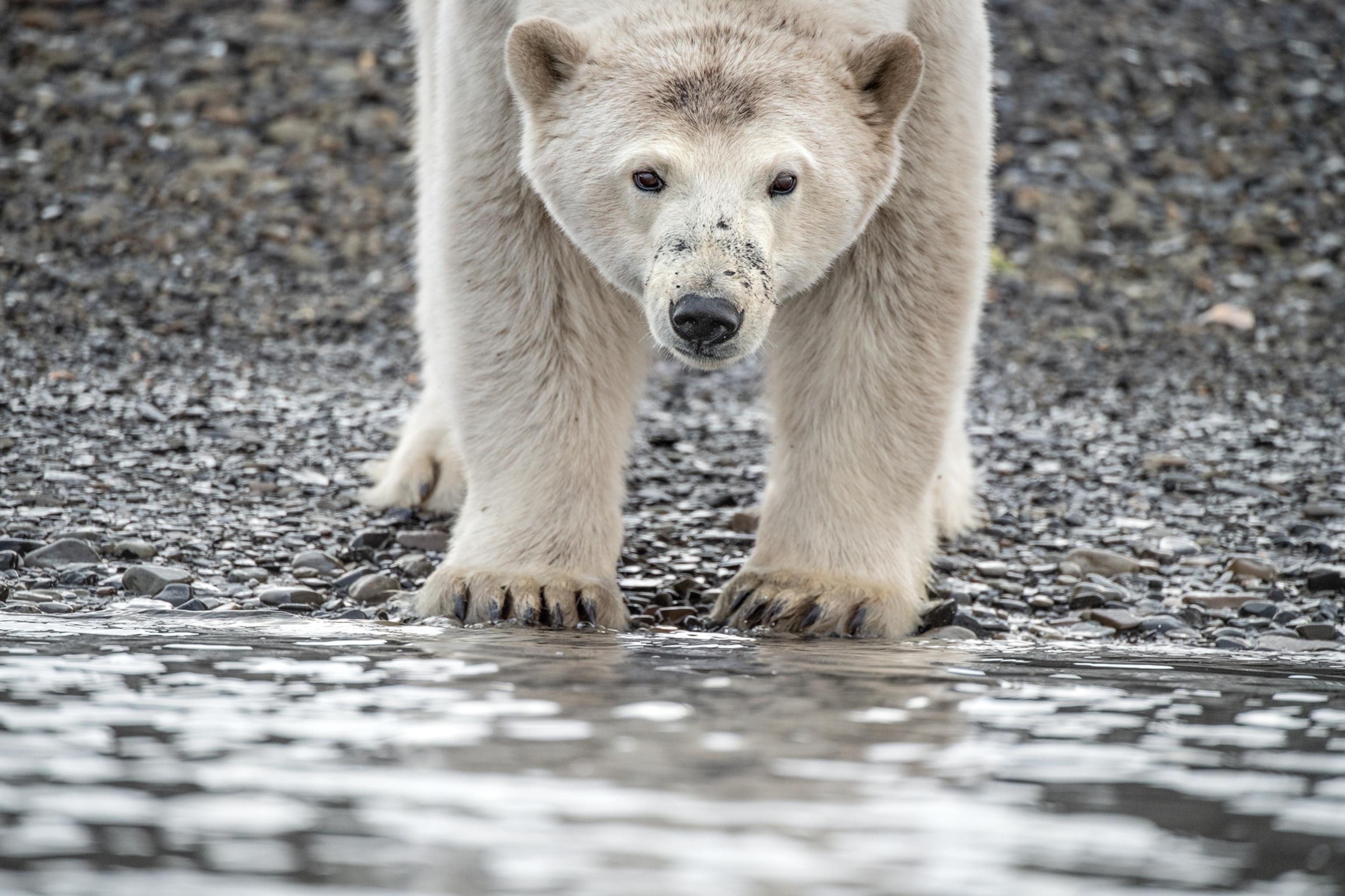 Picture of bear looking at the camera from shore.