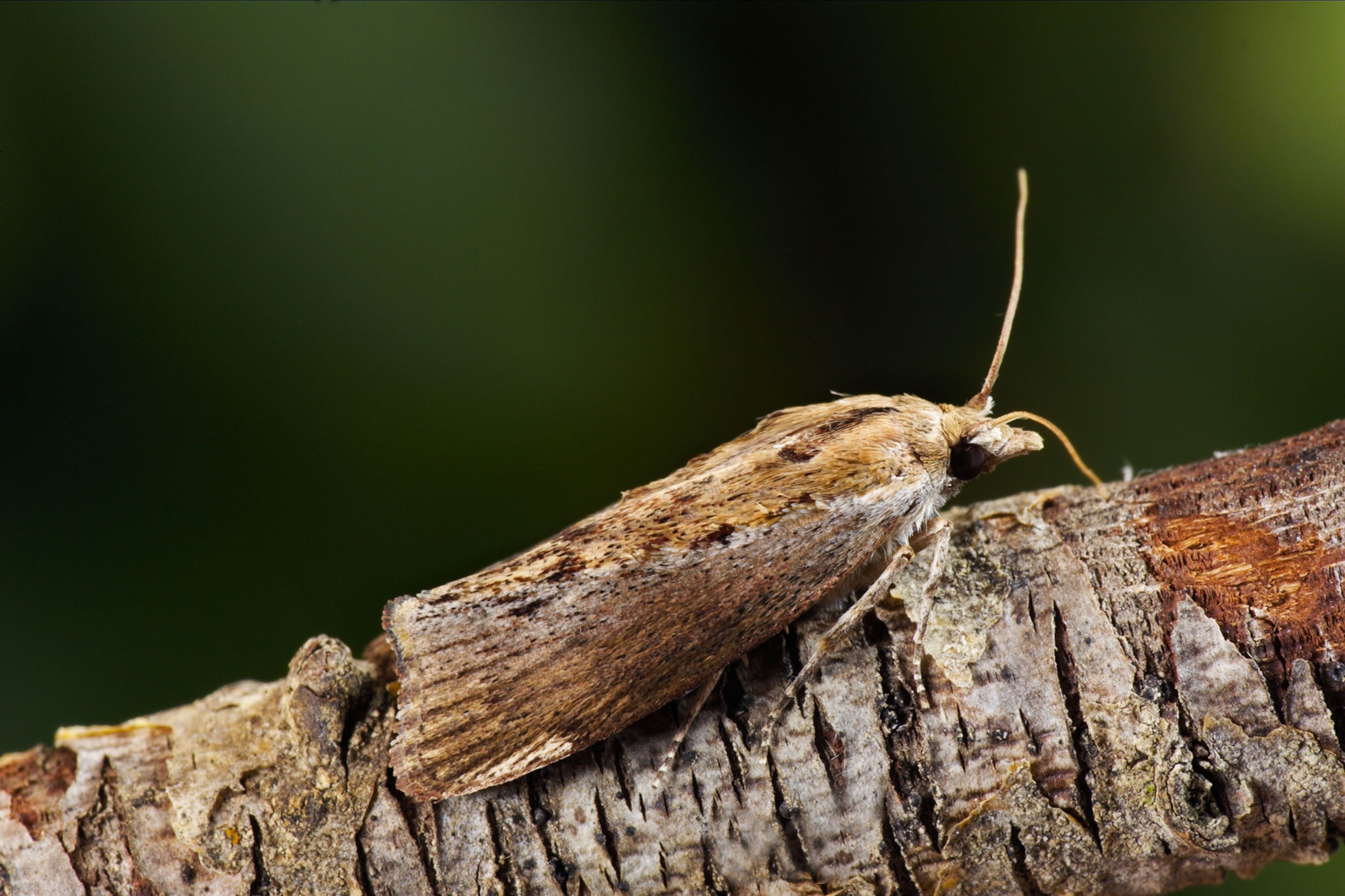 greater wax moths