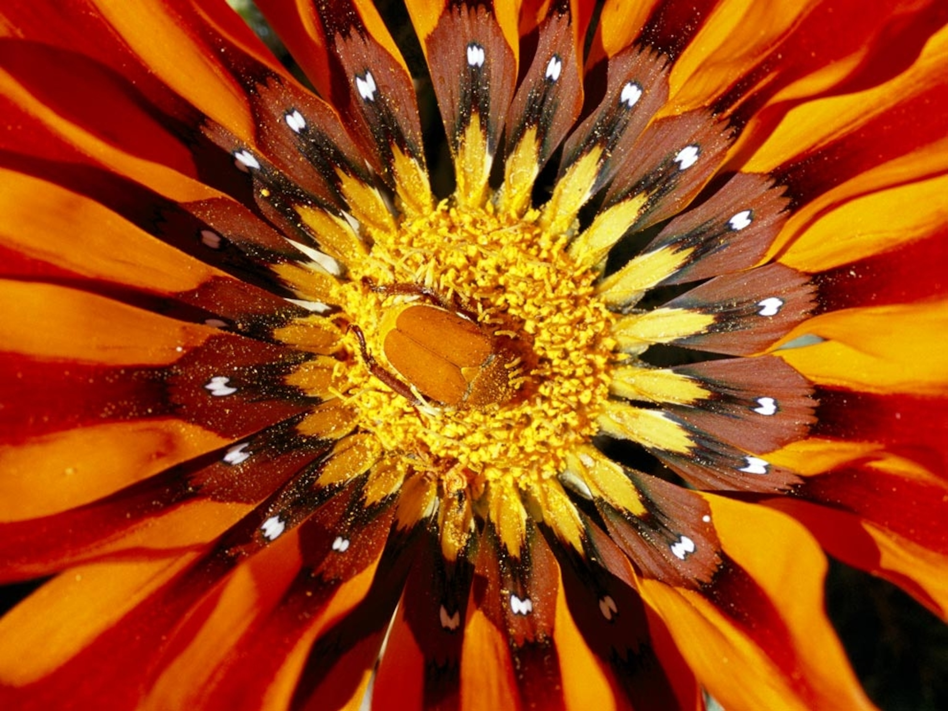 Beetle on Gazania flower