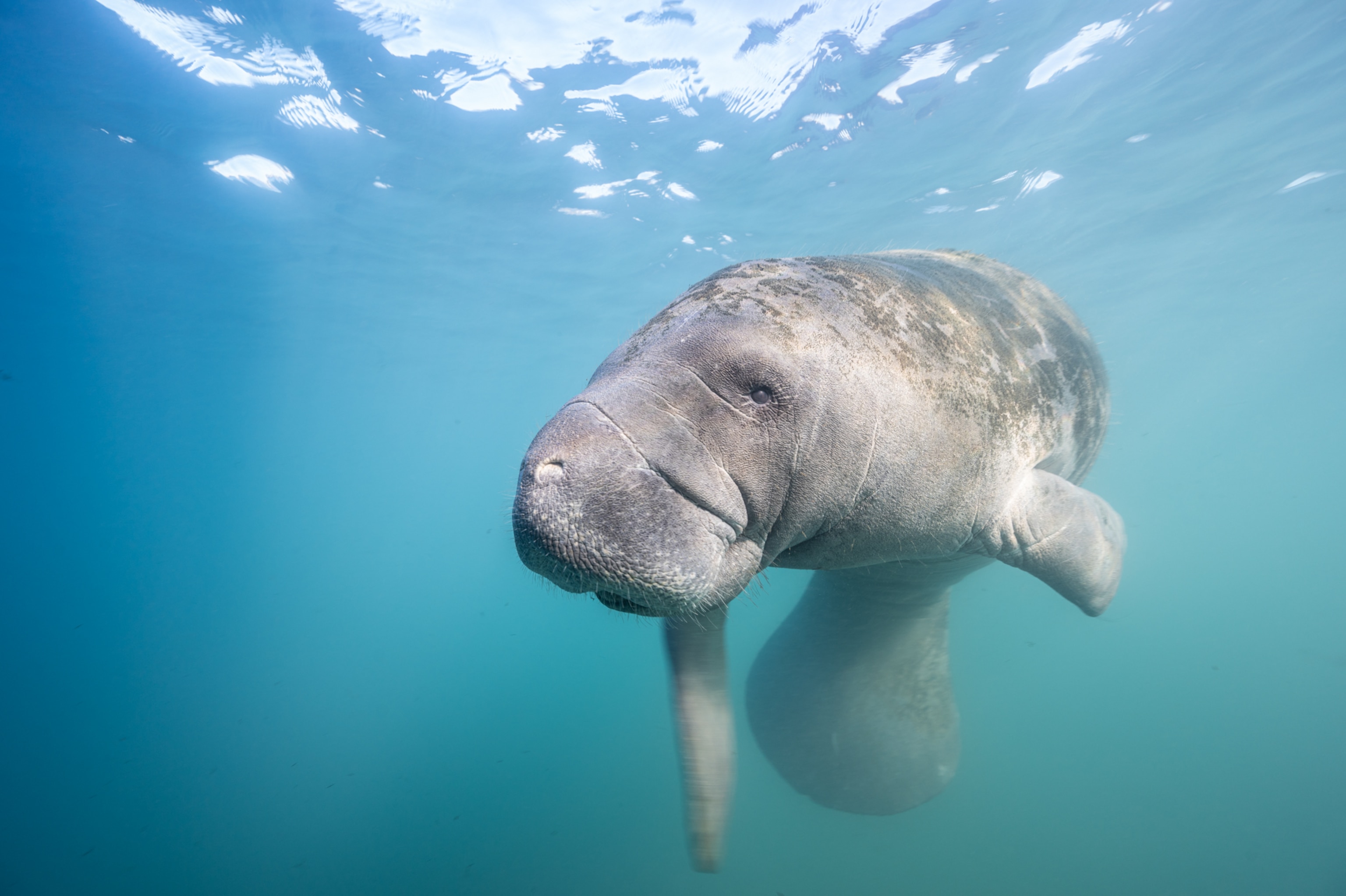 A manatee floating under water
