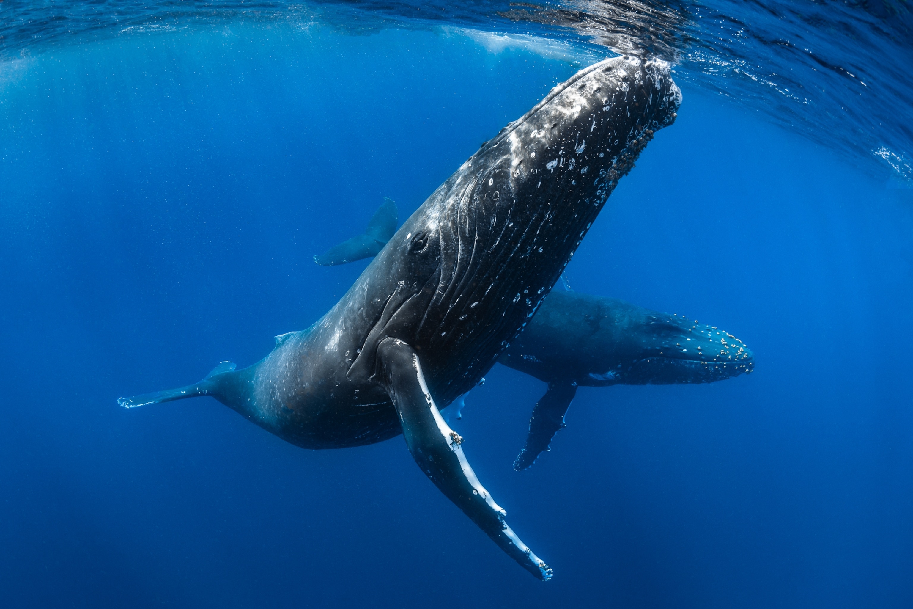A large humpback whale in the ocean