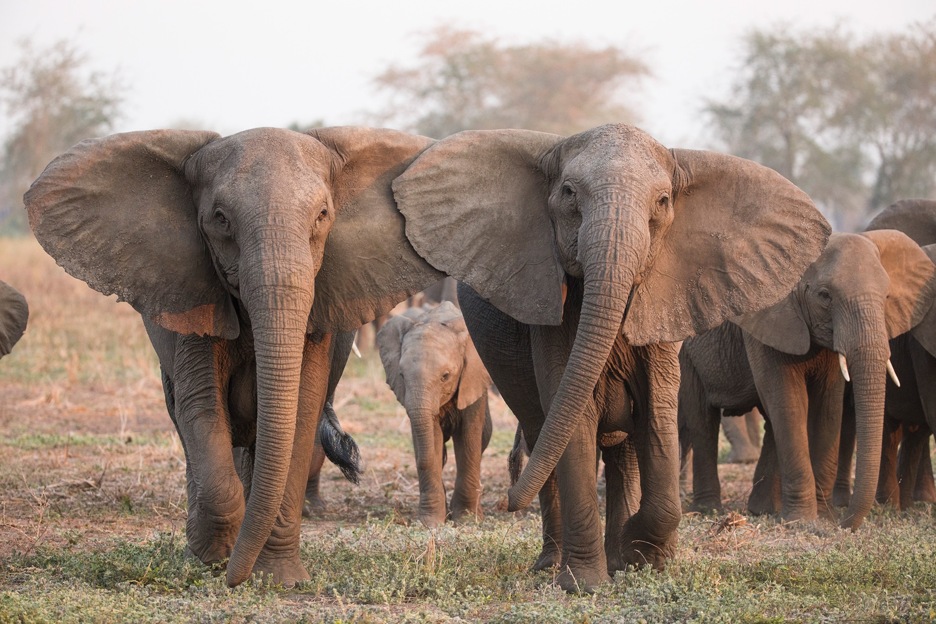 Picture of tuskless elephants walking towards the camera.