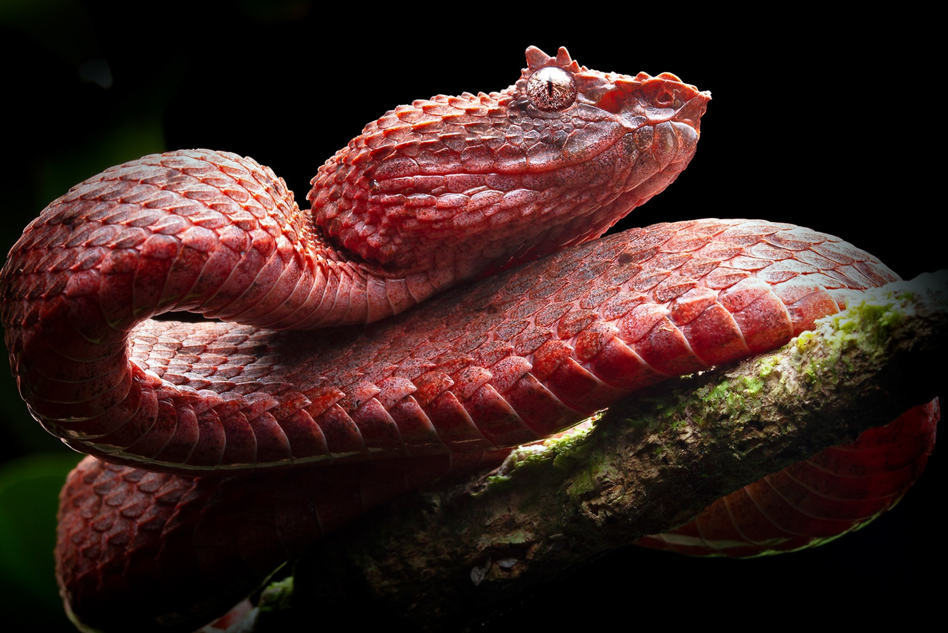 A red snake with spiky, red scales above it's eye is curled around a tree branch against a black background.