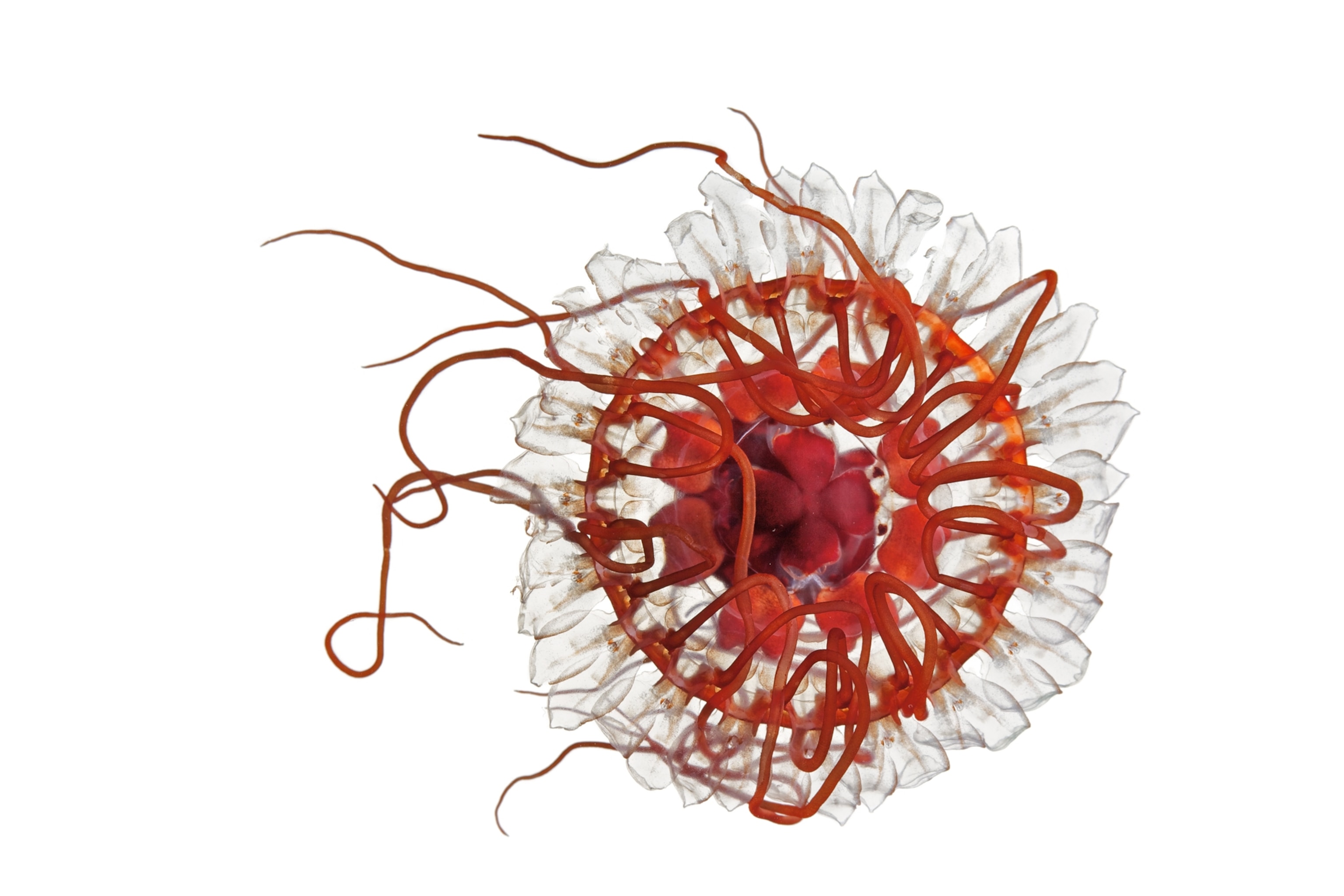 a crown jellyfish