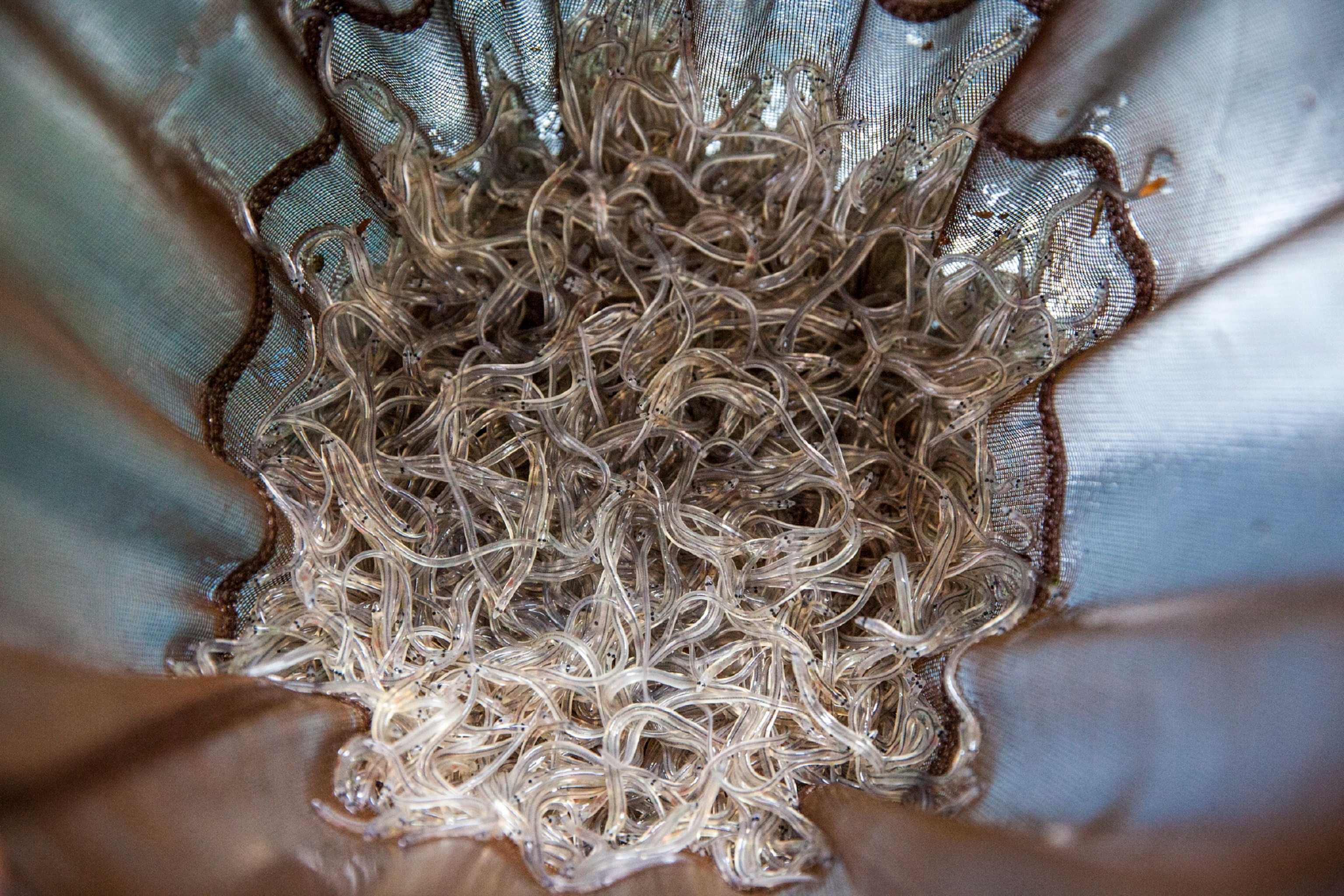 glass eels in a net