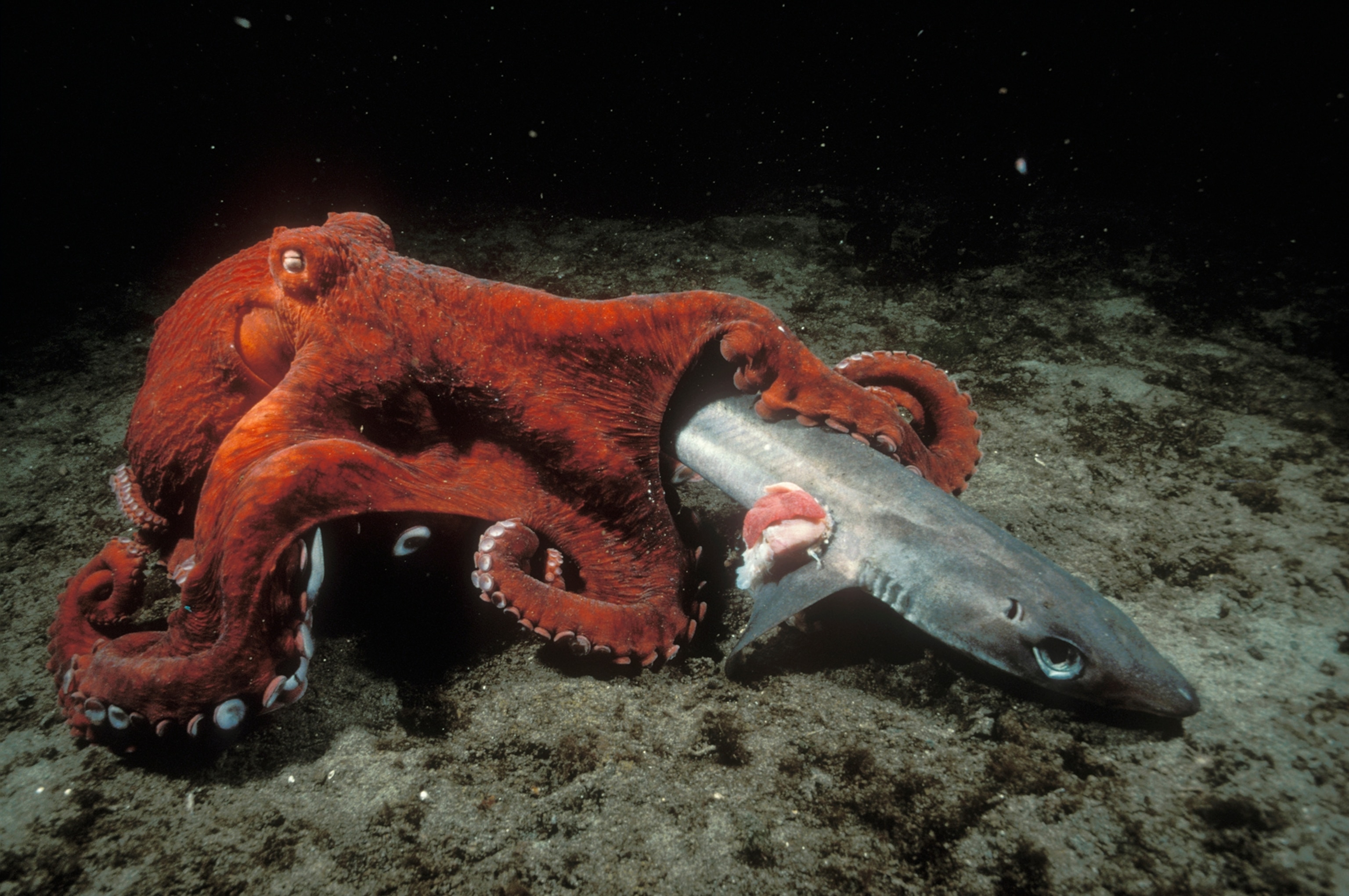 Pacific Giant Octopus (Octopus dofleini) scavenging on a dead Blue Dog (Squalus acanthias) Campbell River, British Columbia, Canada