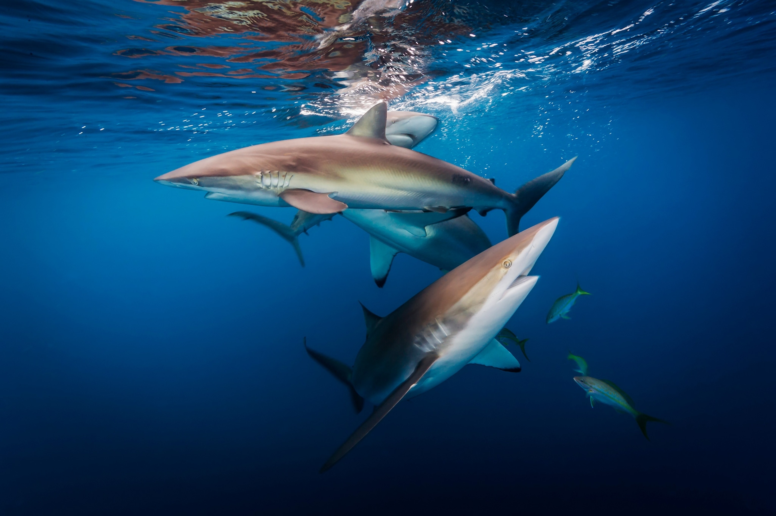 silky sharks