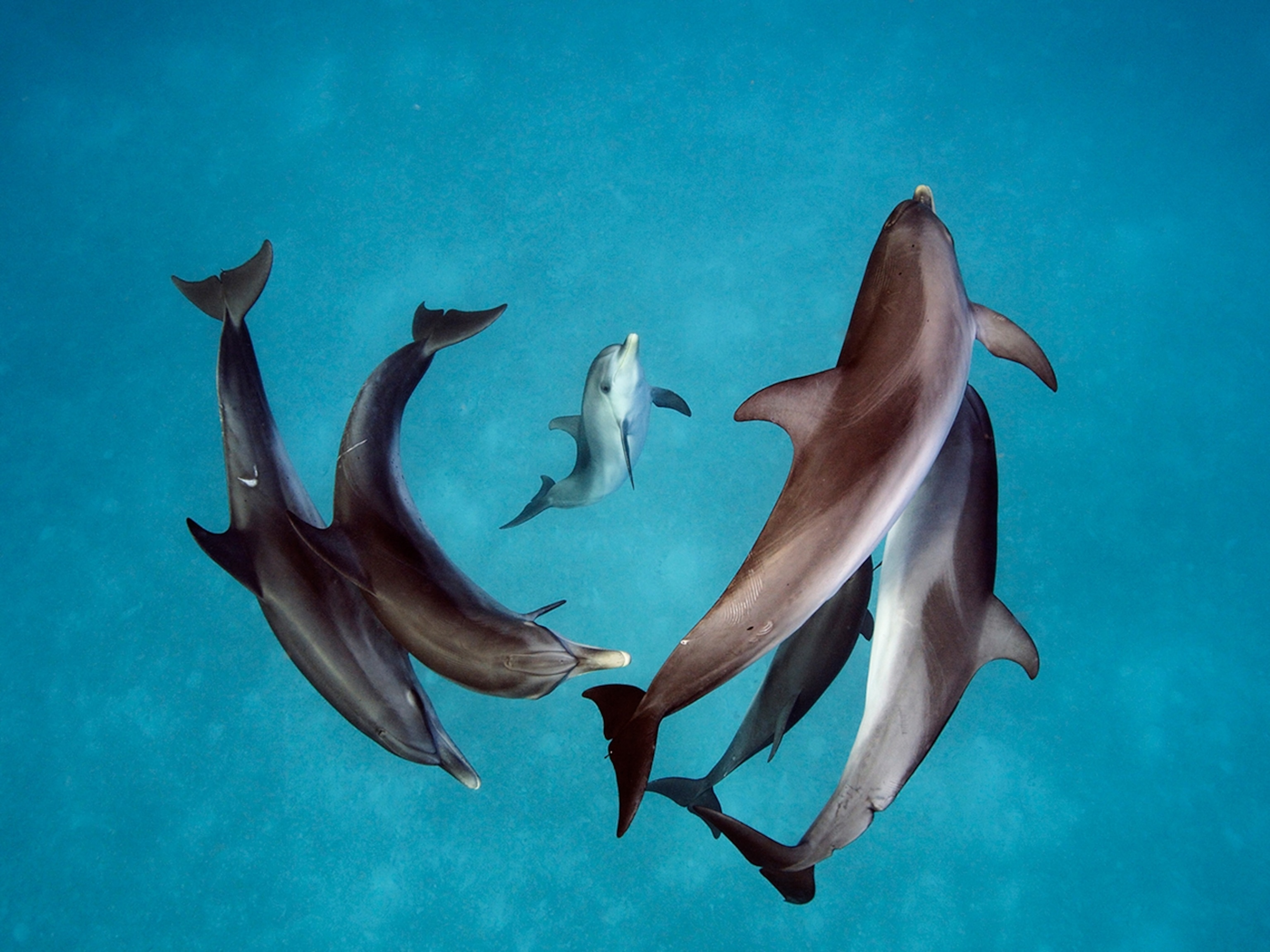 spotted dolphins swimming off of northern Bahamas