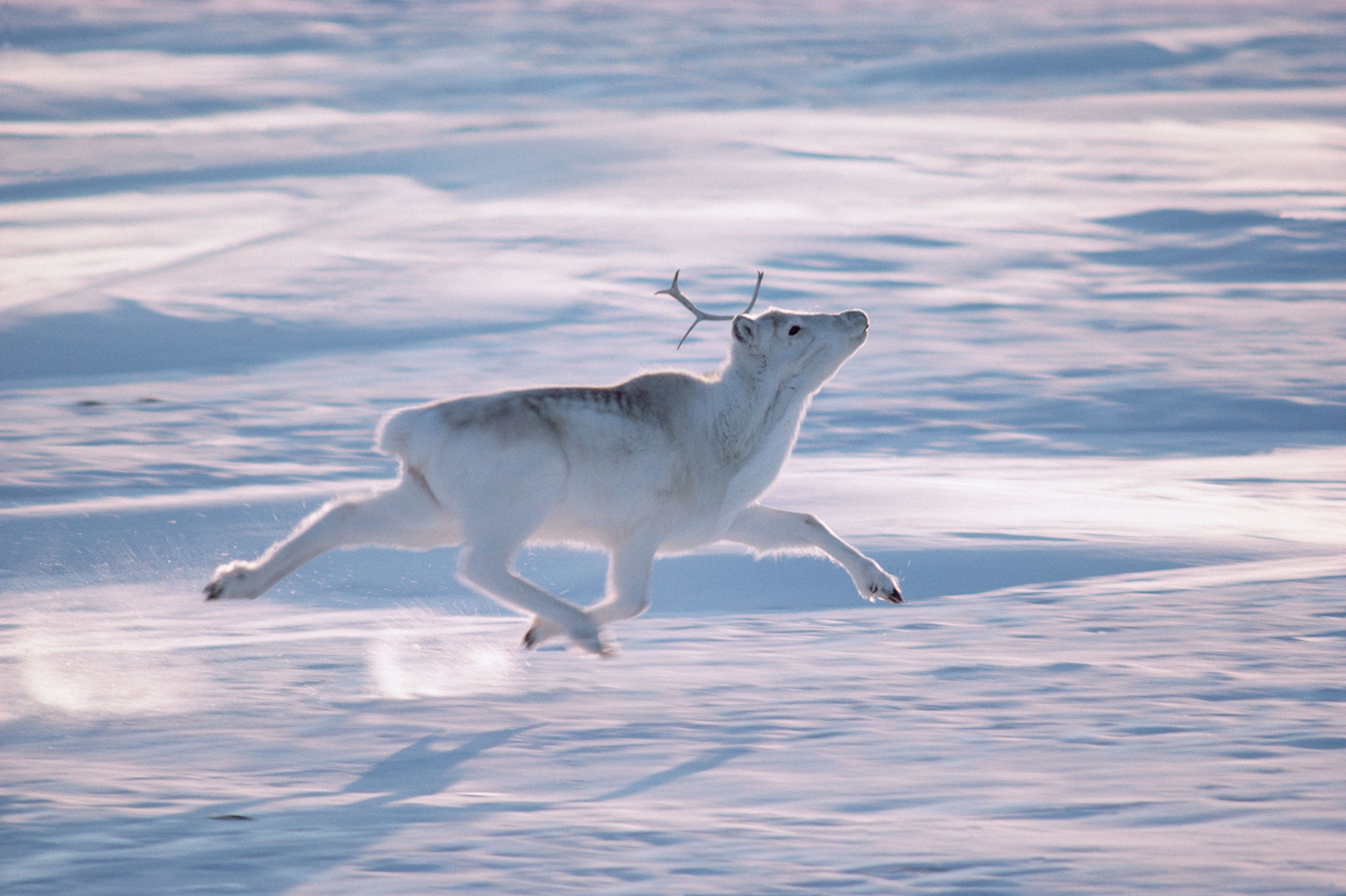 a white caribou running across snow.