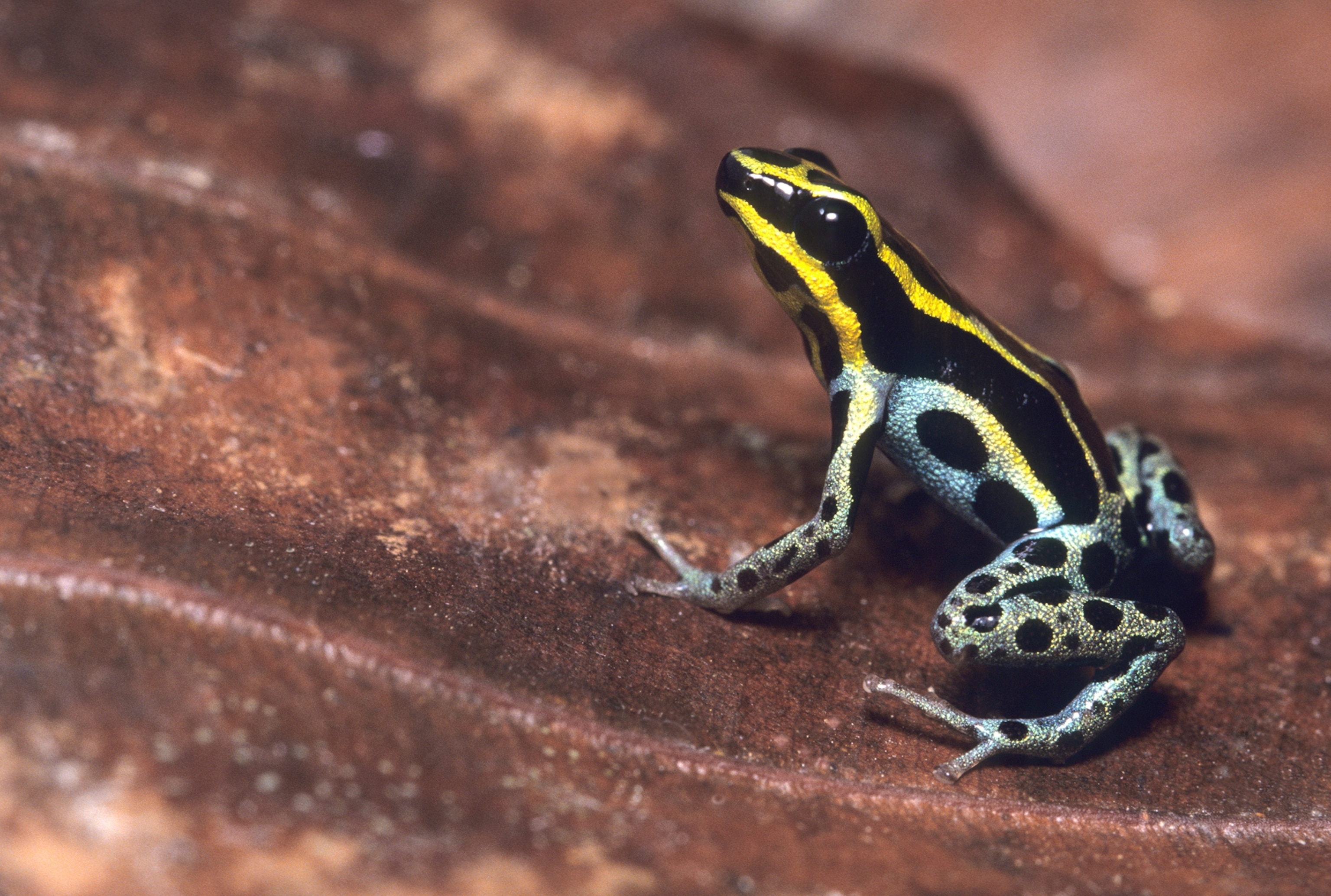 poison frogs