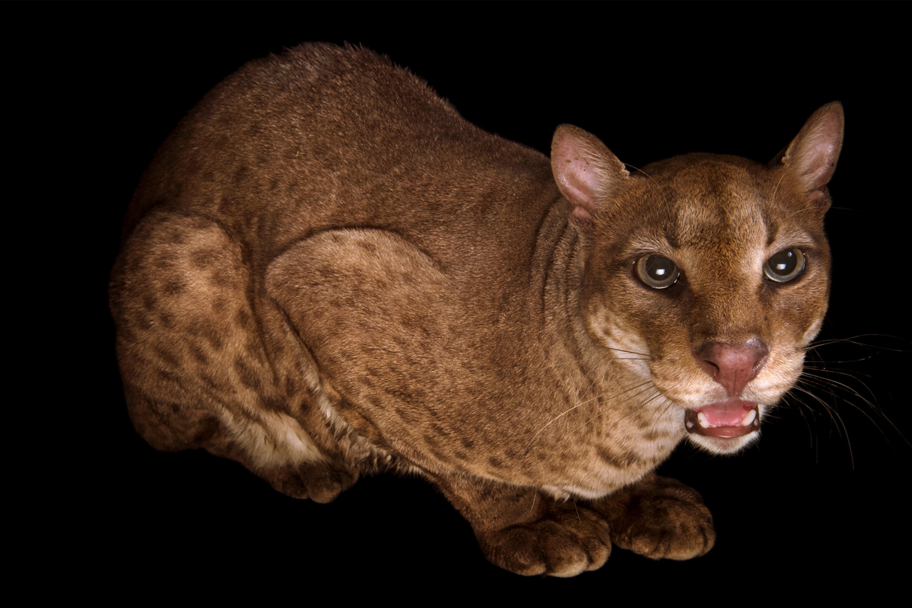 an African golden cat