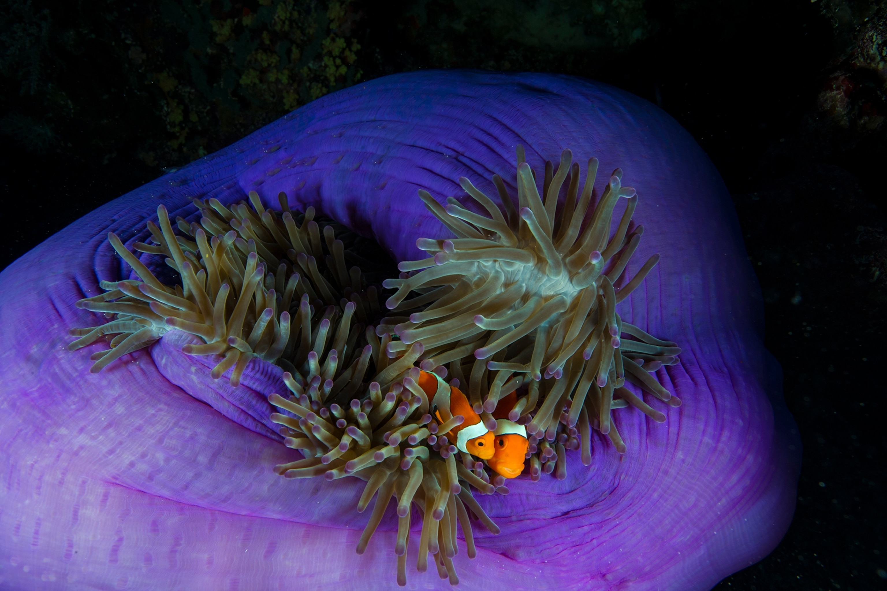two clownfish in a bright purple anemone