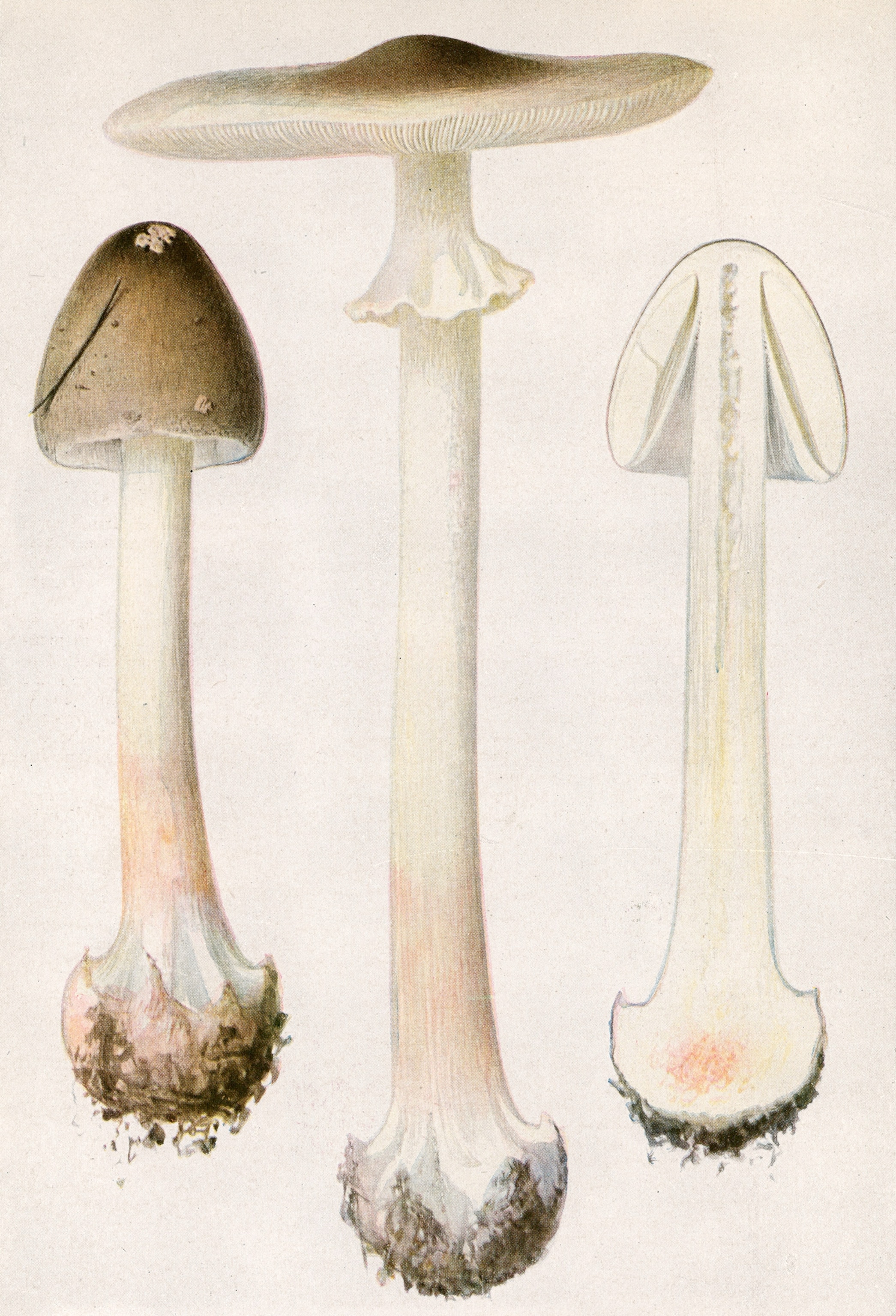 An illustration of a deadly mushroom.