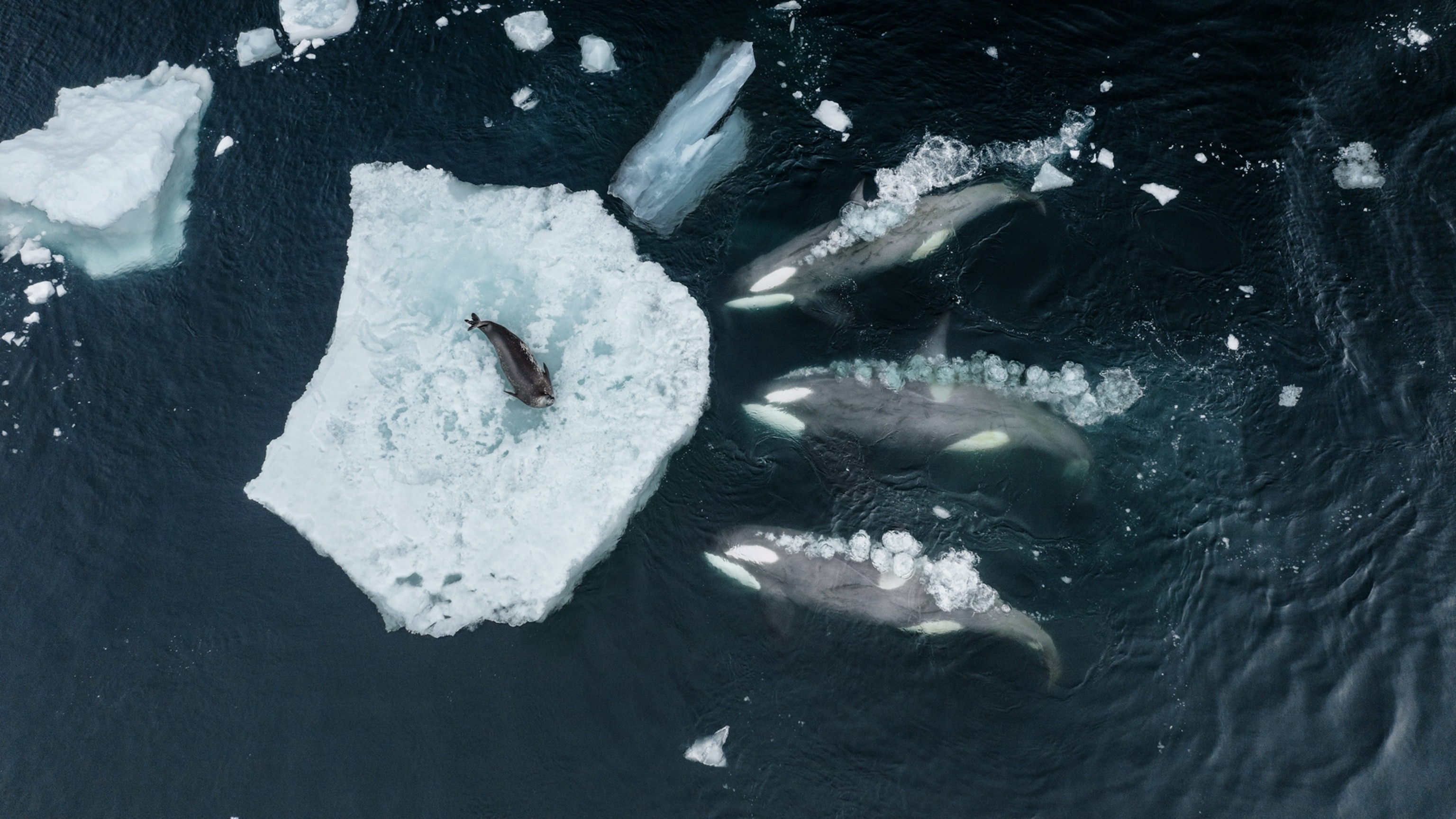 Three orcas swimming towards a seal on an ice floe.