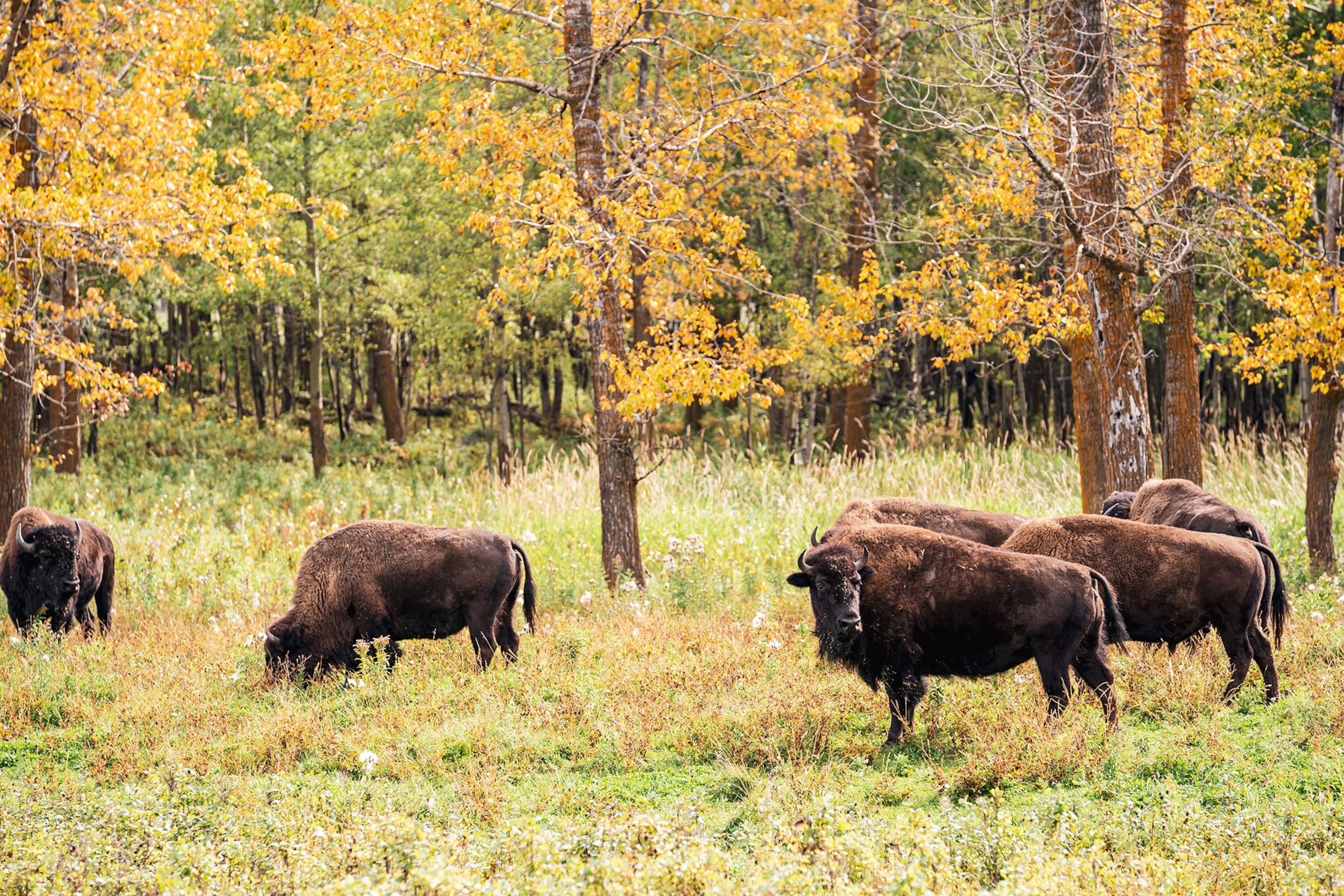 Several bison roam in a grassy, wooded area of Elk Island National Park.