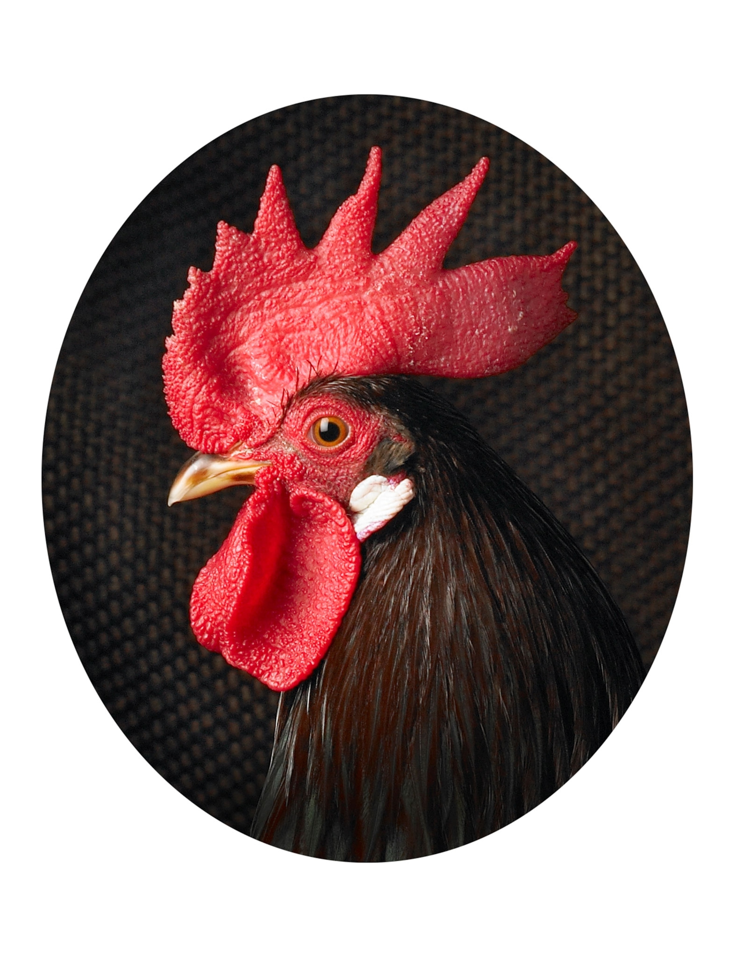 a brown leghorn
