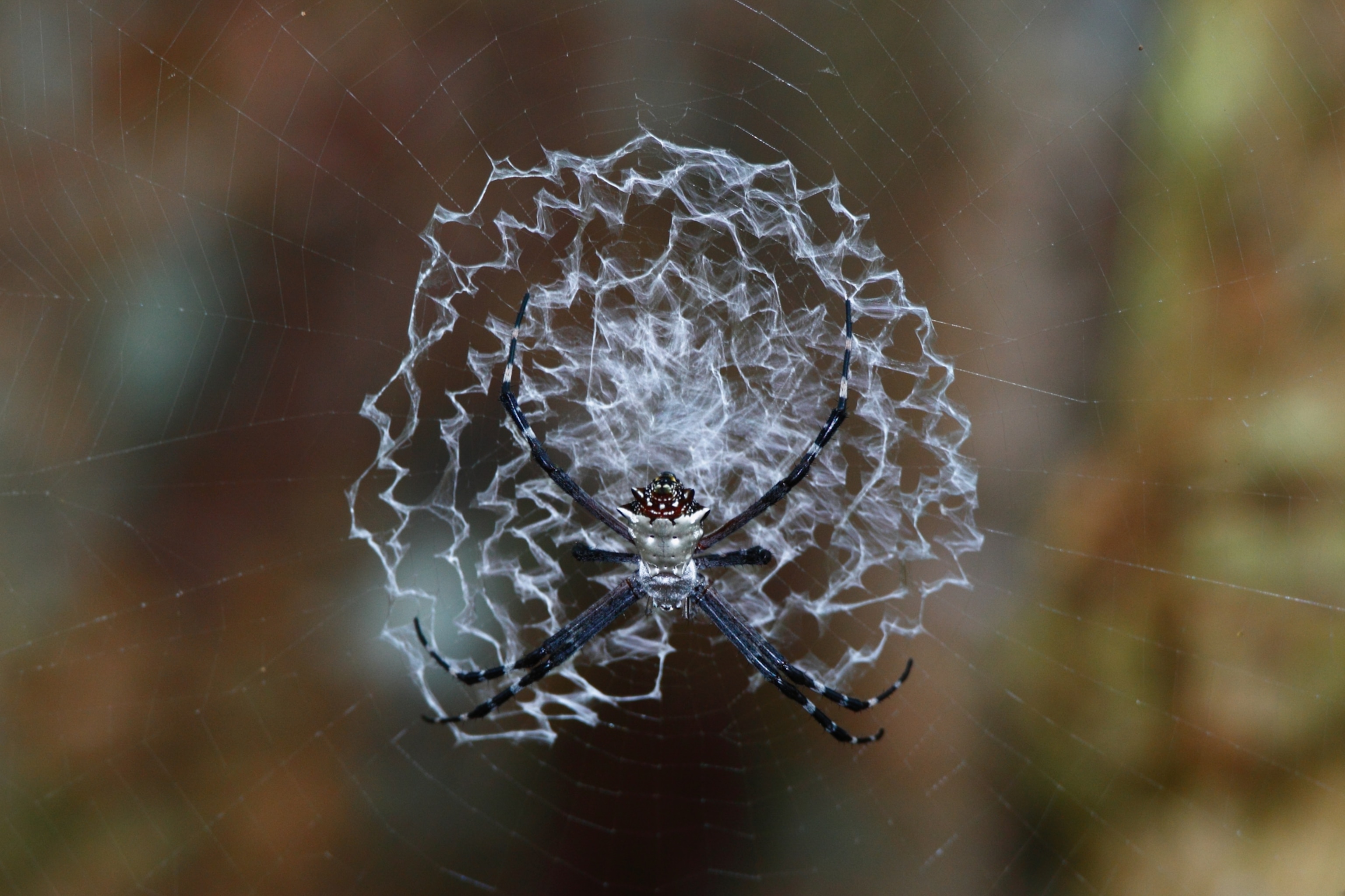 a spider weaving an orb web