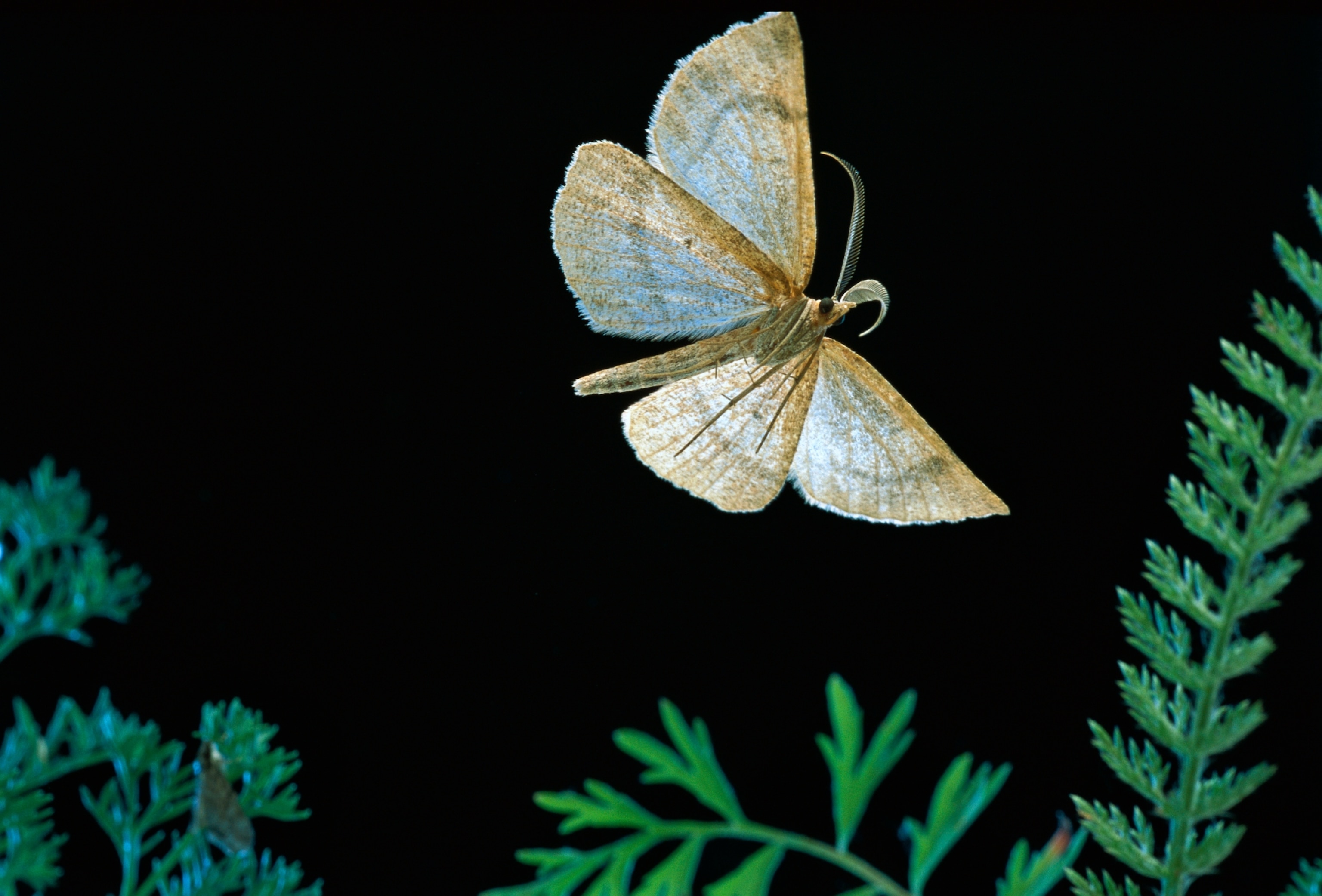 a moth in flight