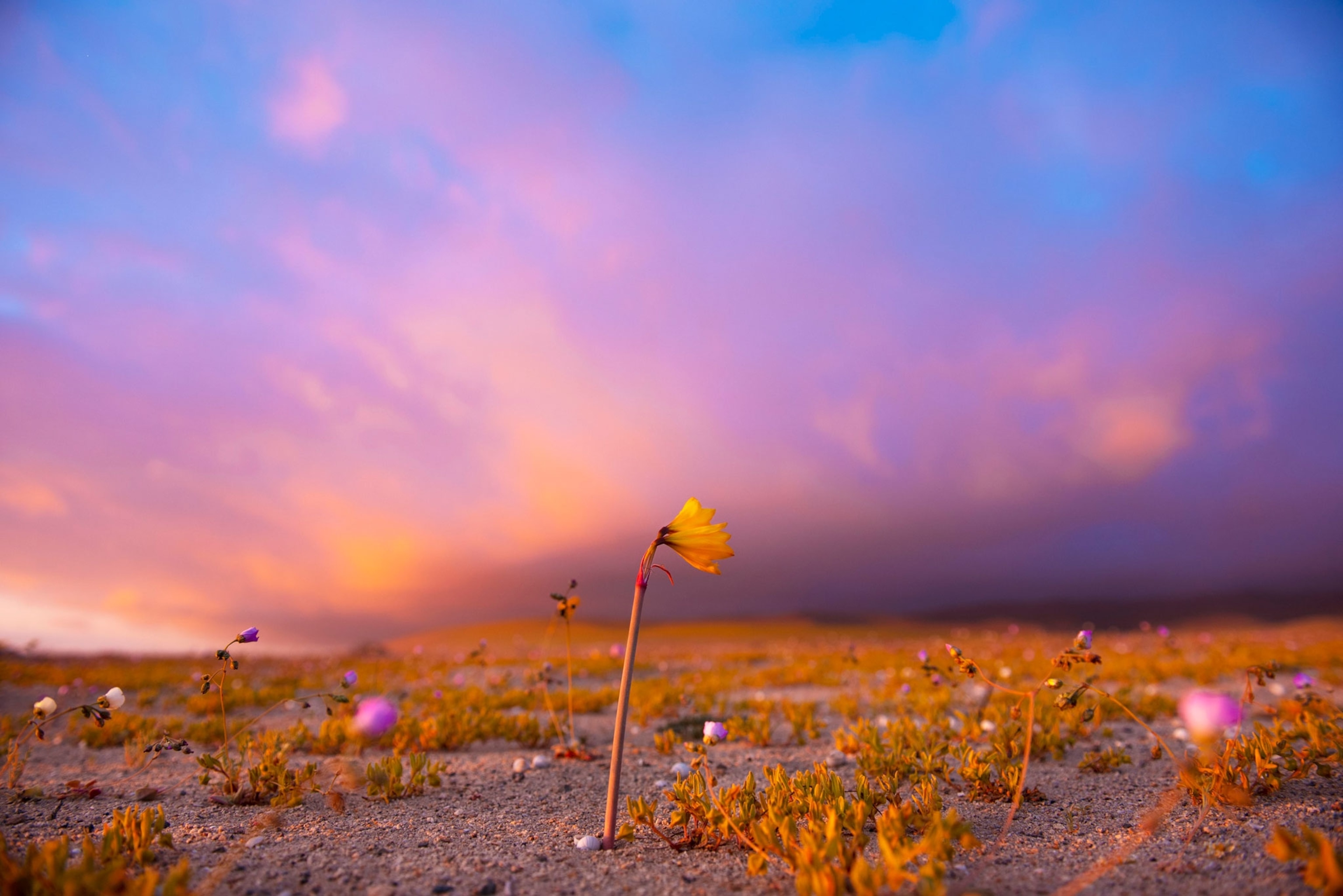 flowers in the Atacama desert