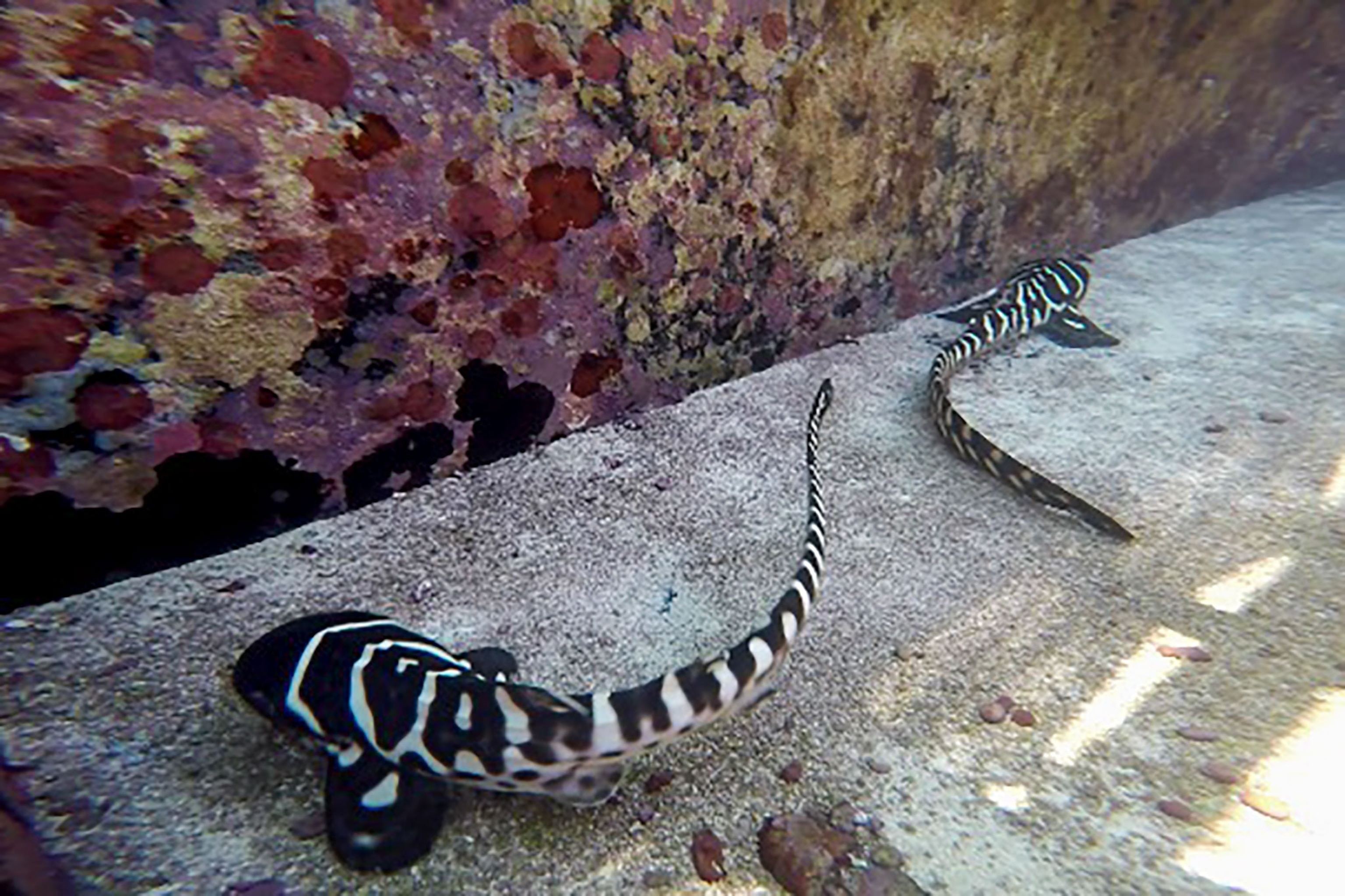 leopard shark pups