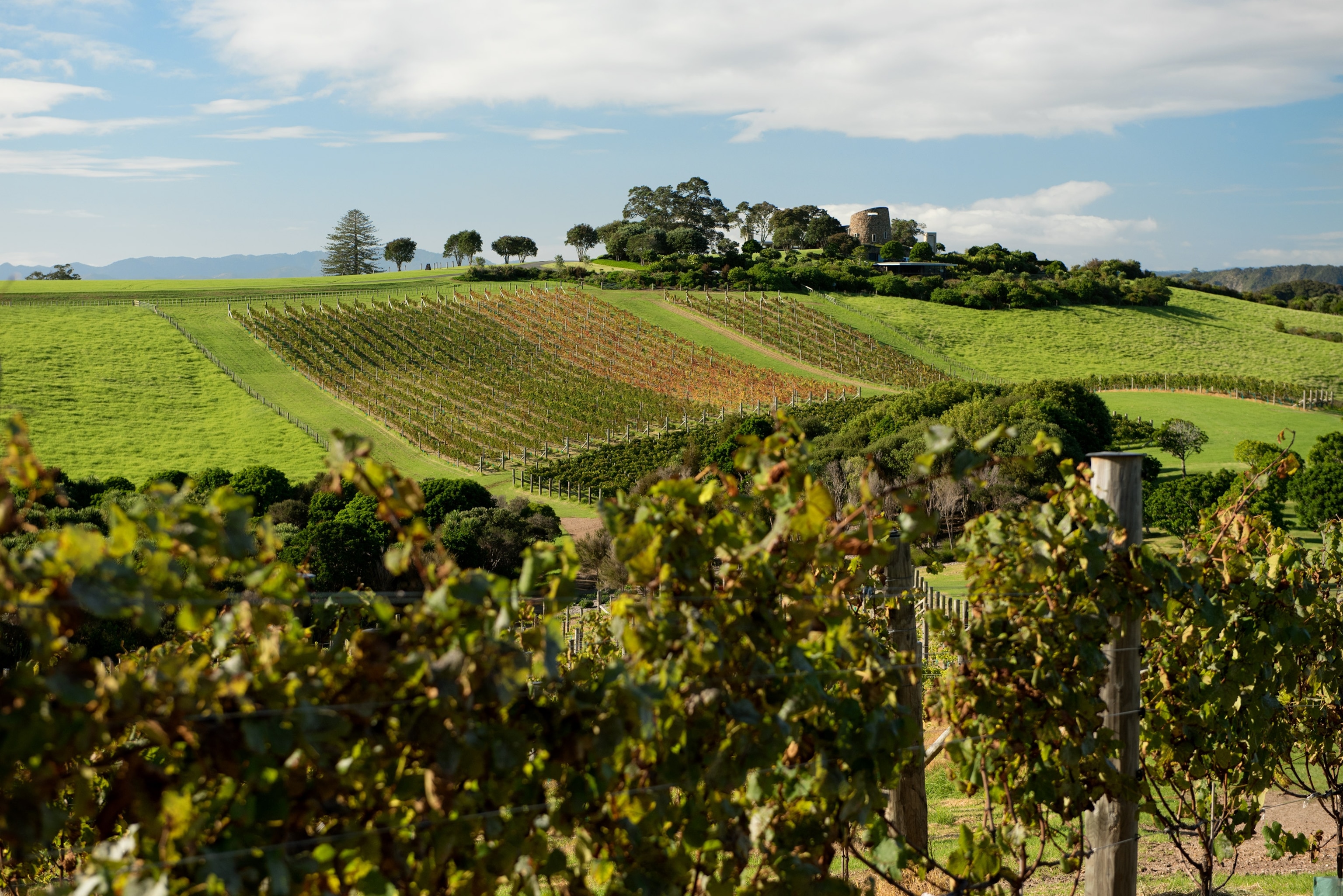 the vineyards at The Landing in New Zealand