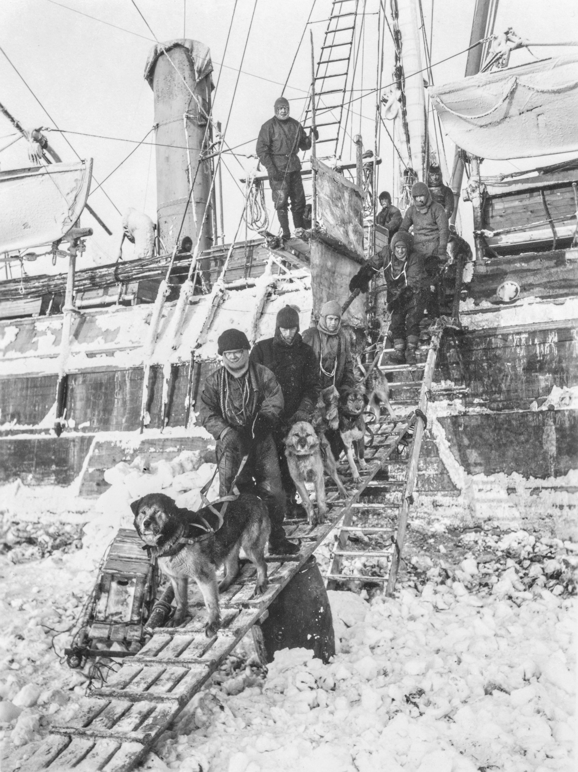 The crew of Endurance take the sledge dogs down the gangway for exercise