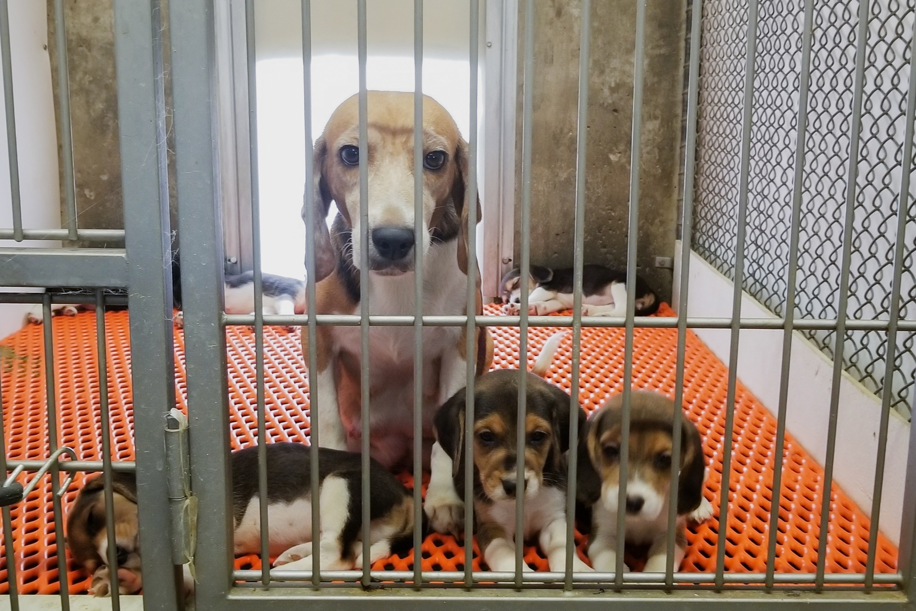 Picture of a caged beagle with a litter of her puppies.