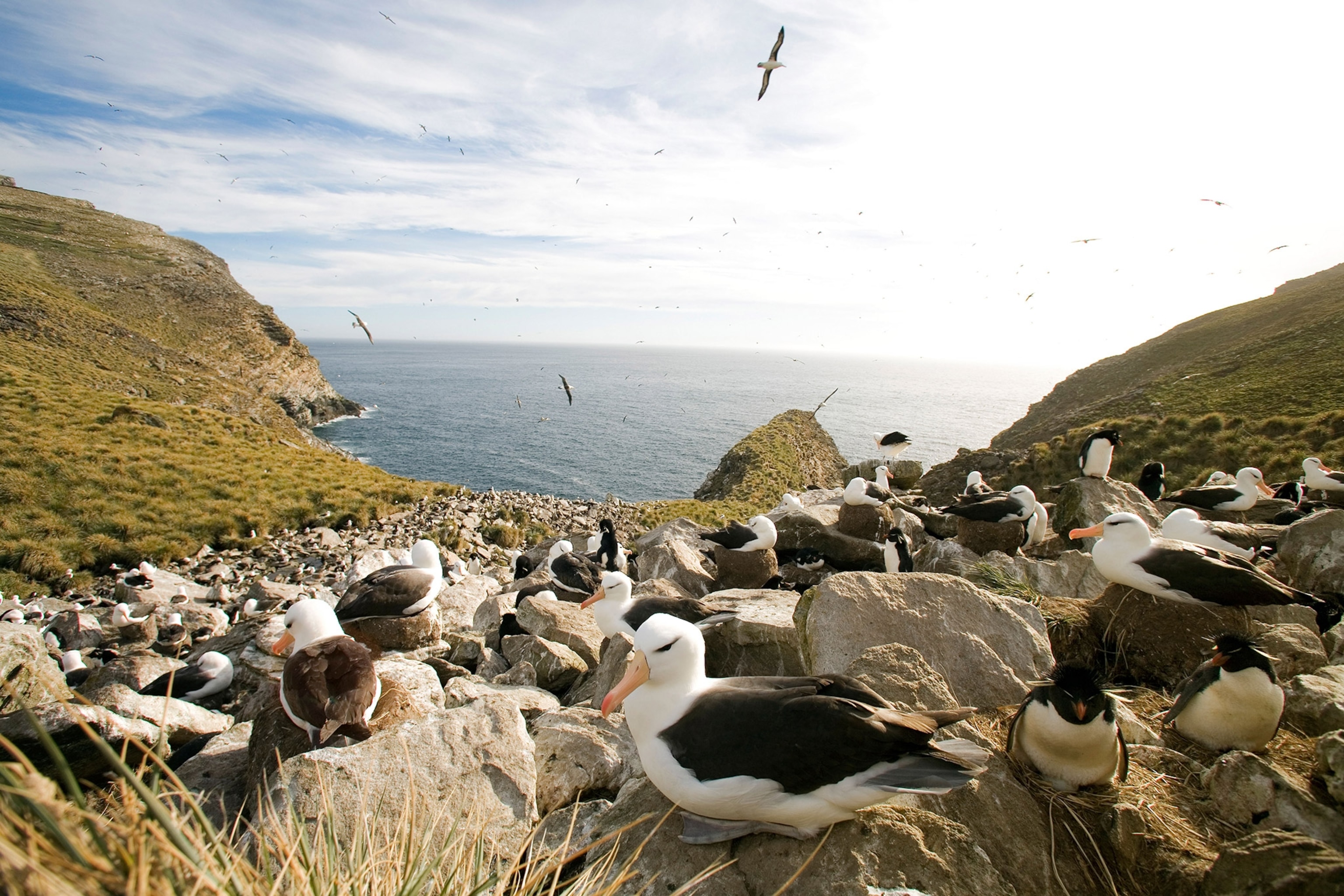 Falkland Islands; West Point Island