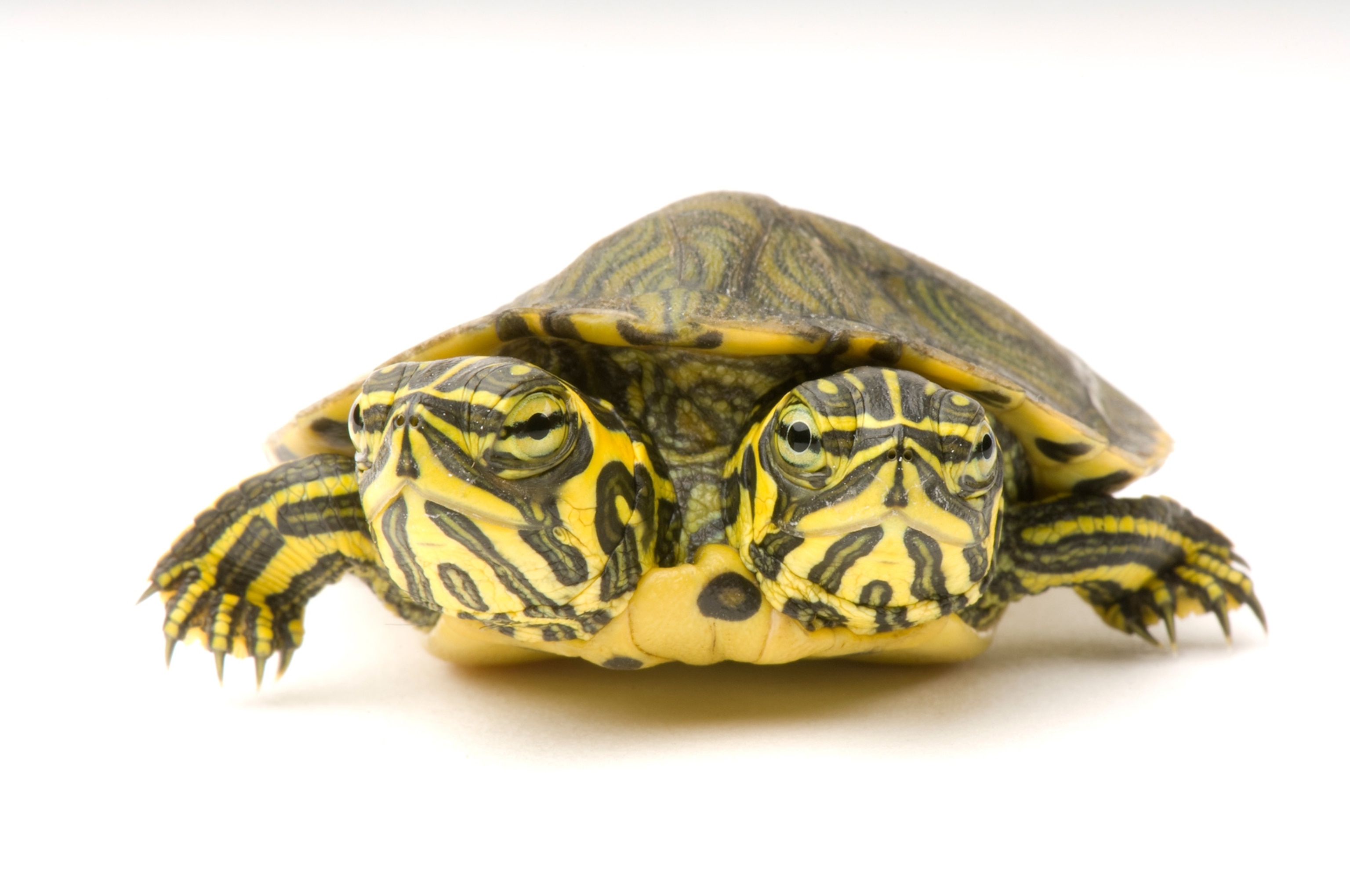 a two-headed yellow-bellied slider