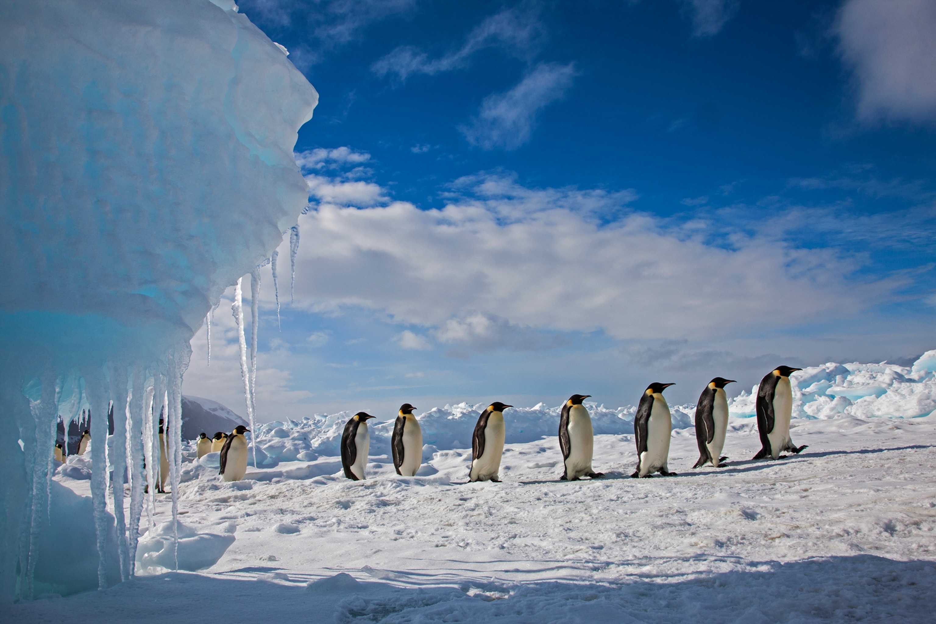 emperor penguins