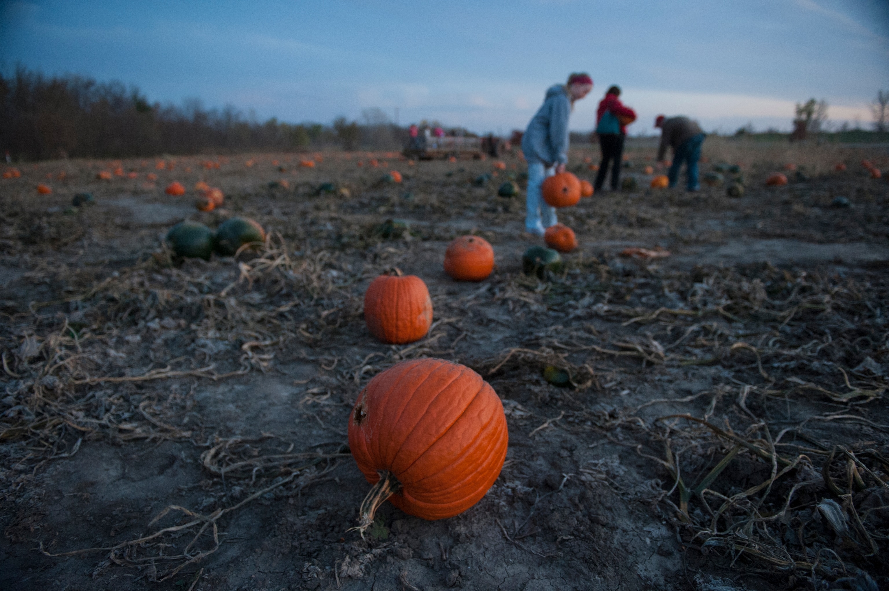 Visitors inspect pumpkins at the Roca Berry Farm pumpkin patch in Roca, Nebraska.