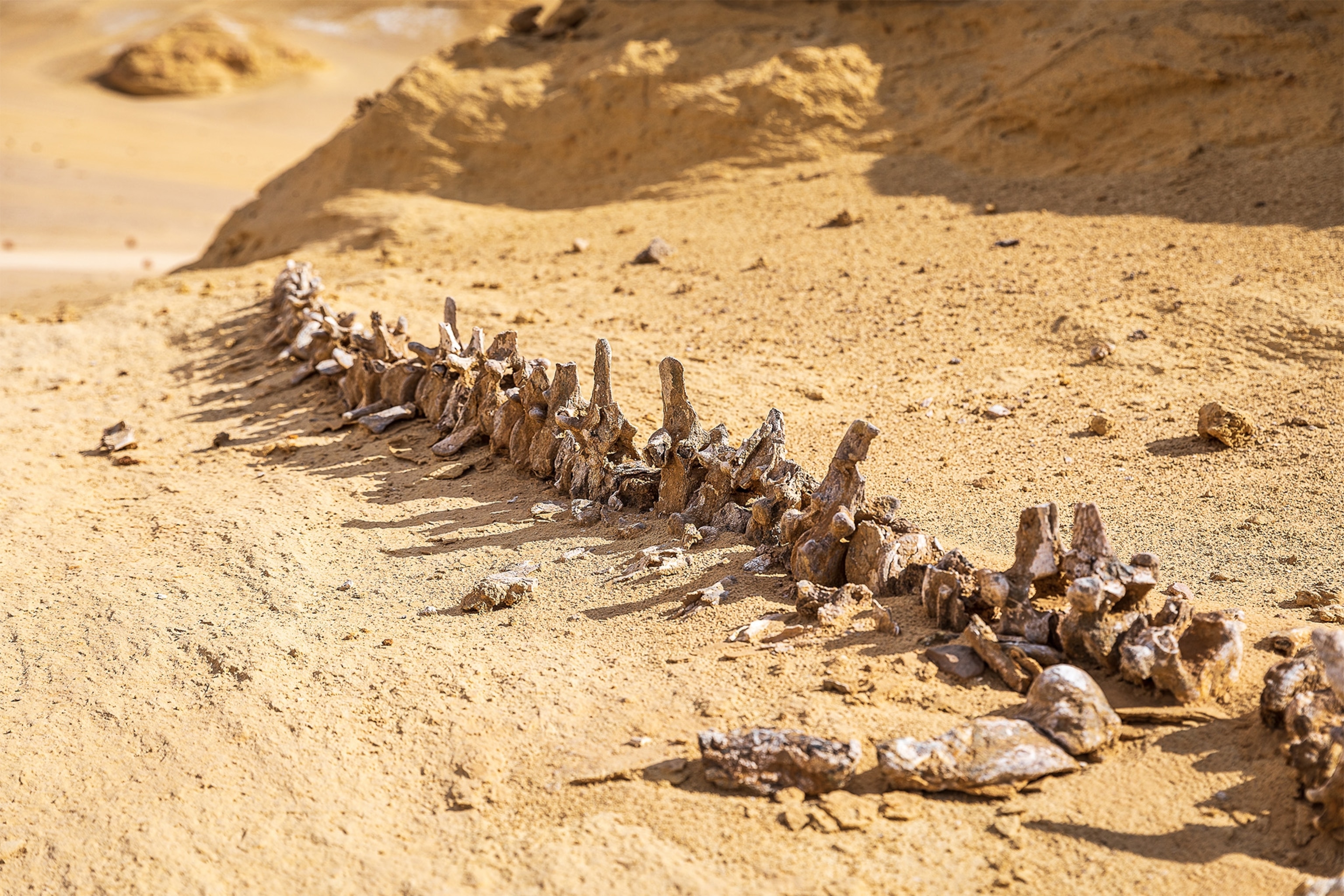 a close up of fossilised bones in the sand