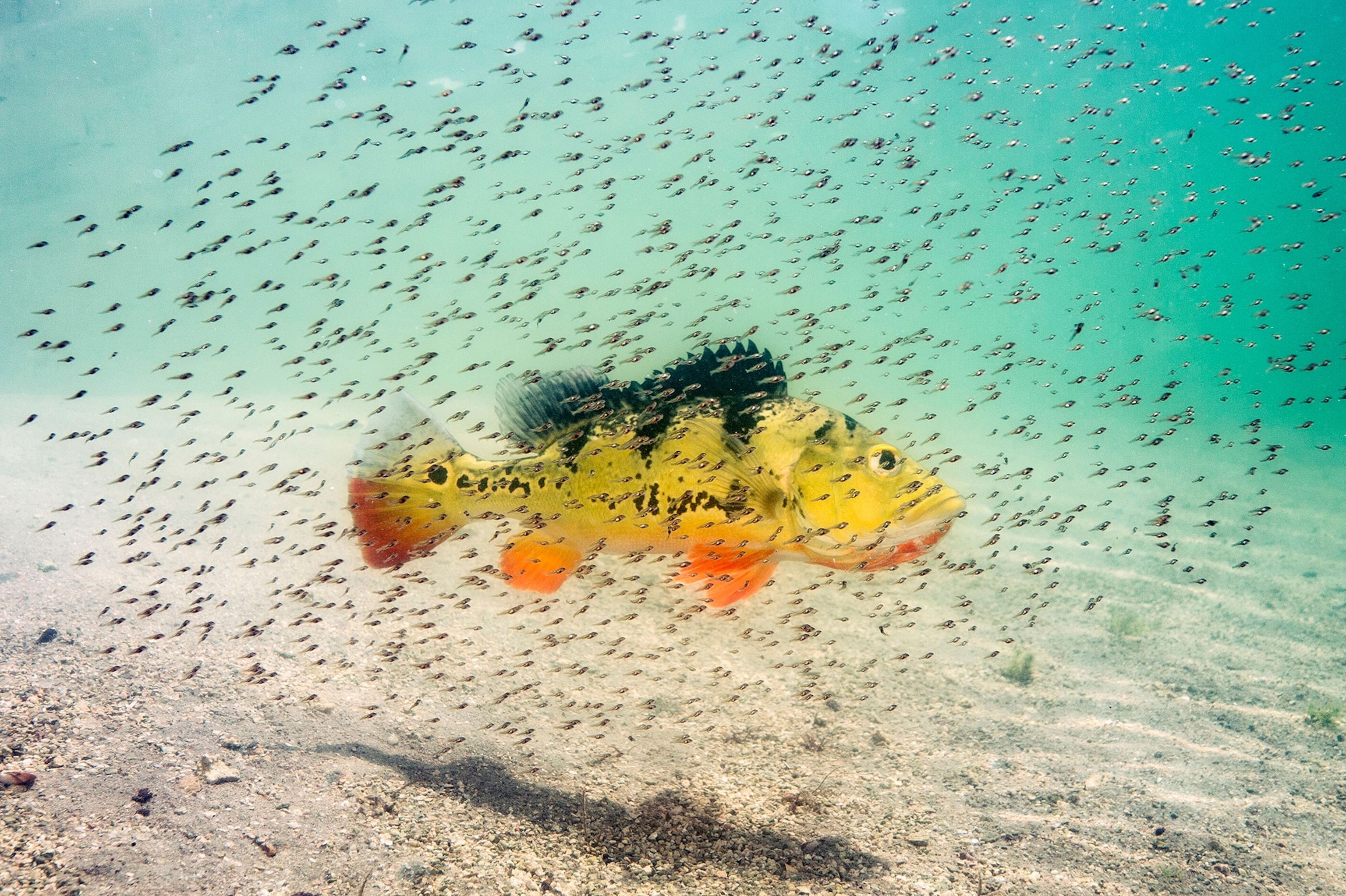 Peacock bass fry