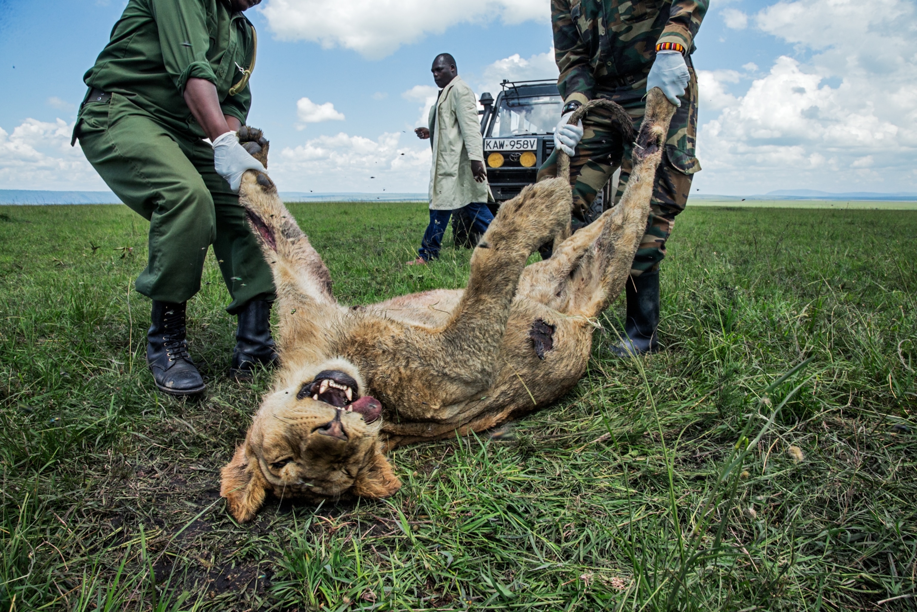 men pulling a dead lion.