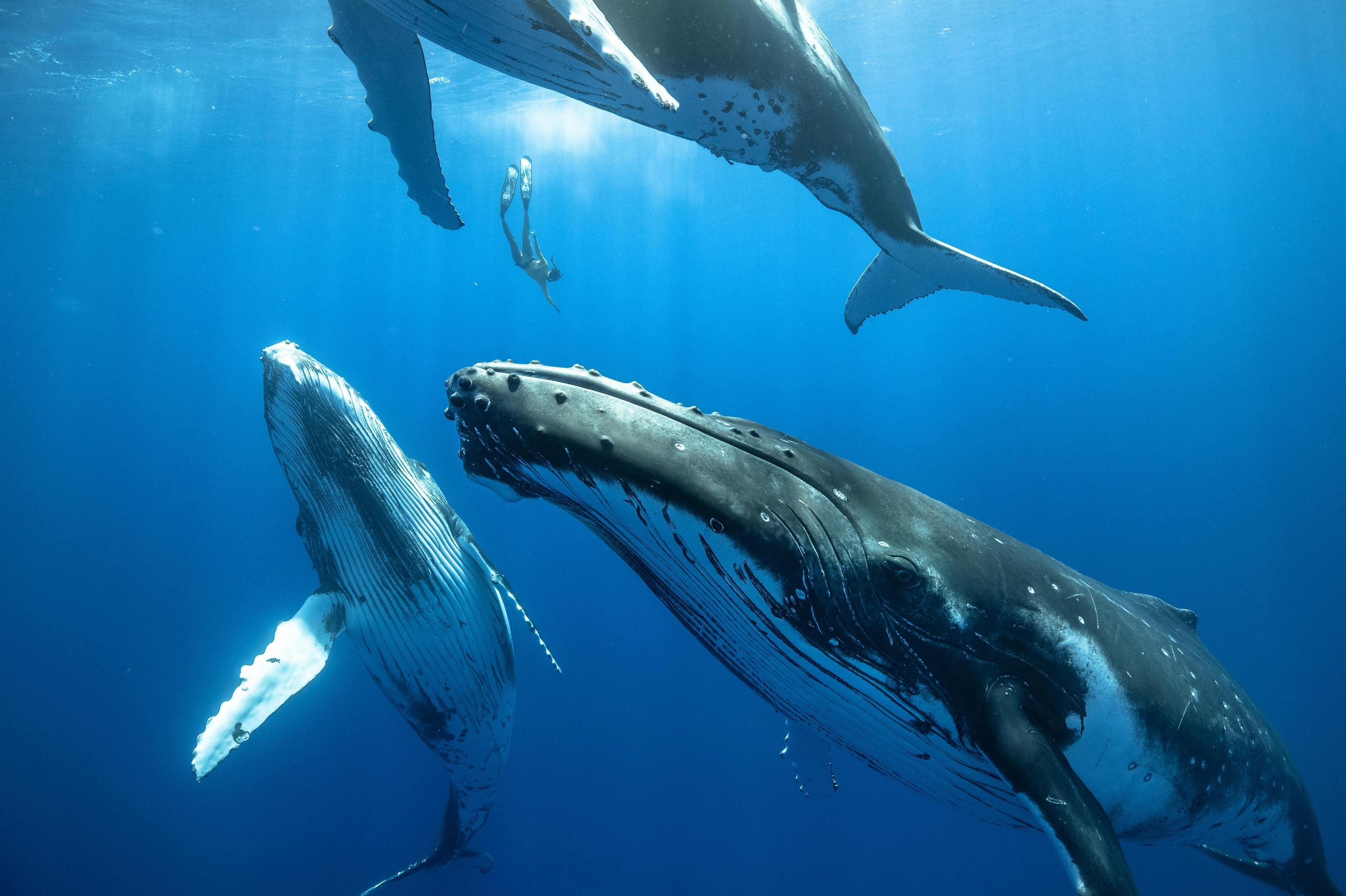 Freediver descends between 3 juvenile humpback whales the size of buses swim around them.