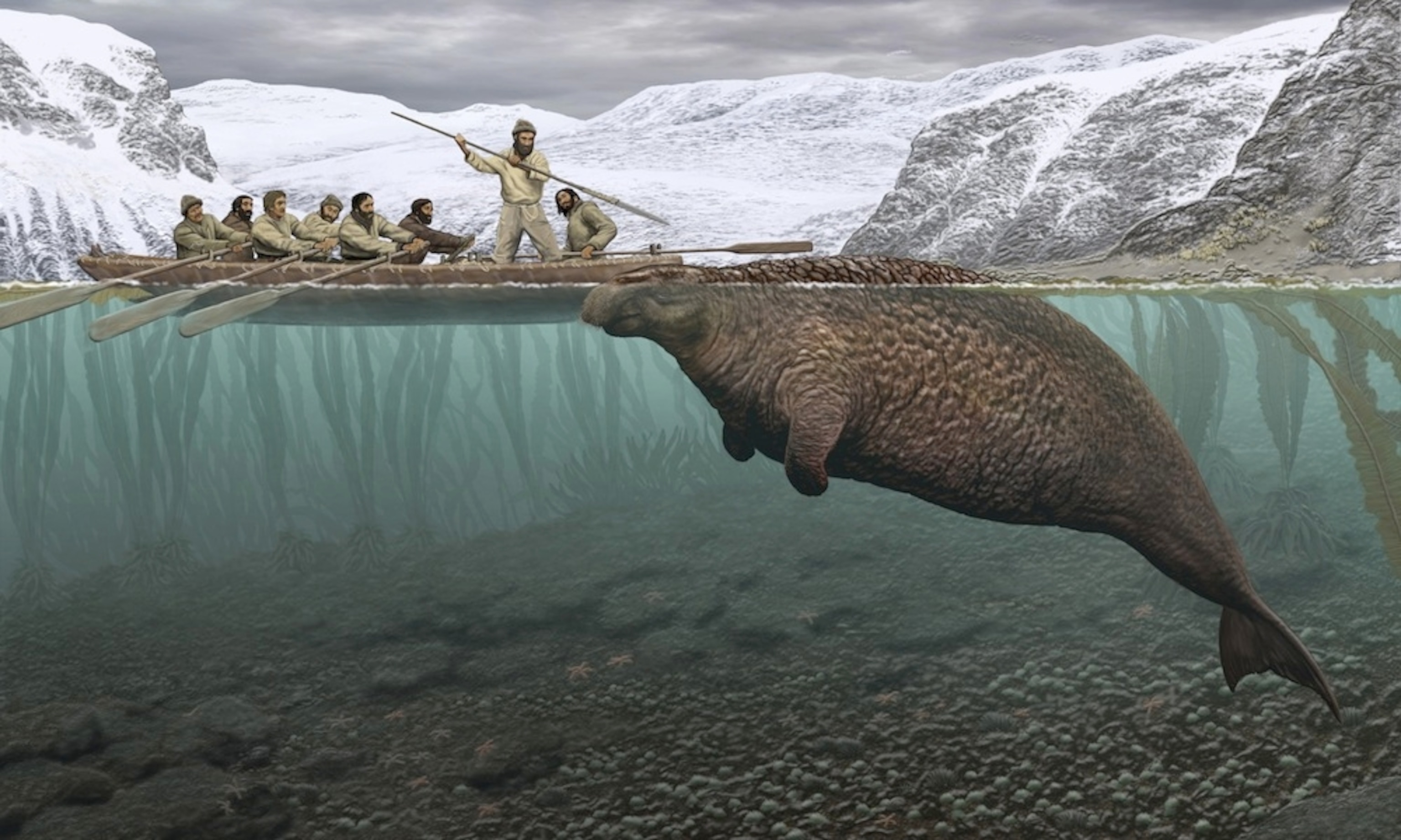 Stelle’s sea cow