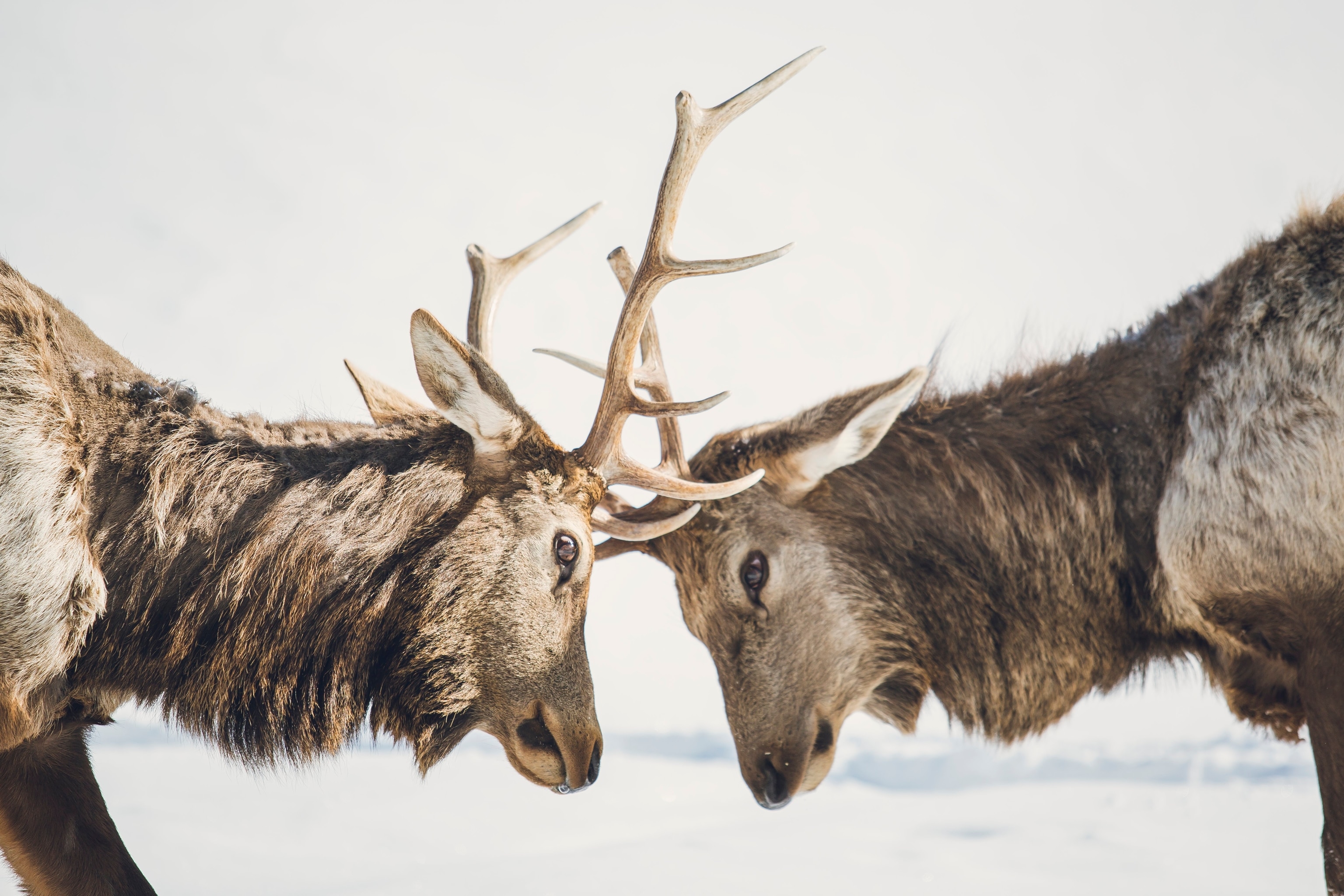 boreal woodland caribou in Ontario, Canada