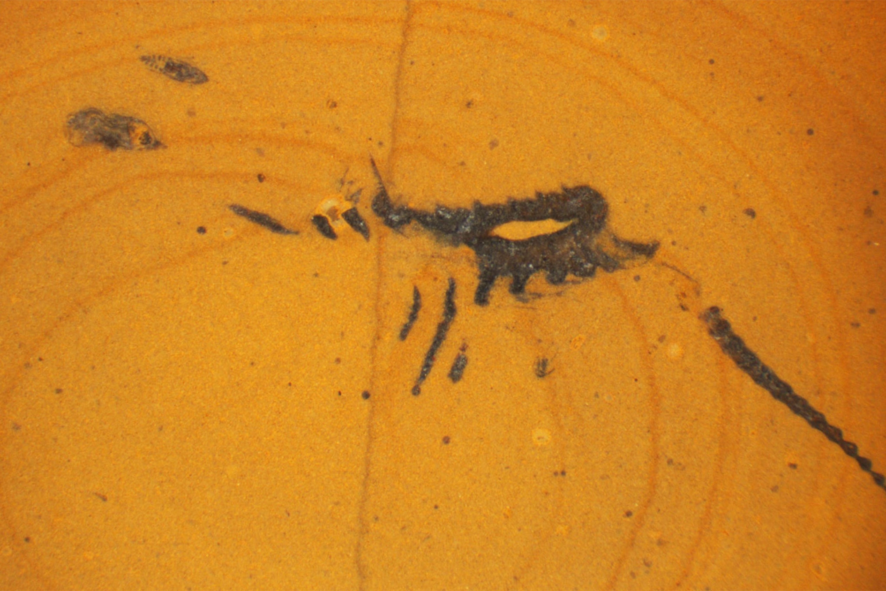 a fossilized Silurian arthropod